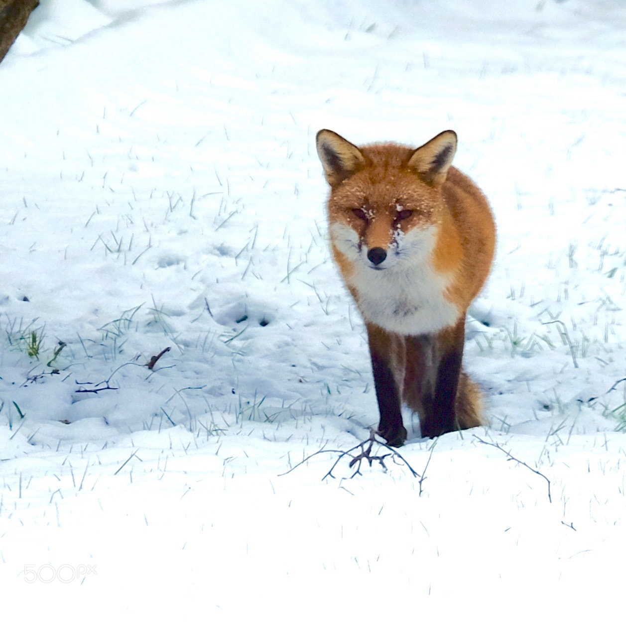 Fujifilm X-T10 sample photo. Fox photography