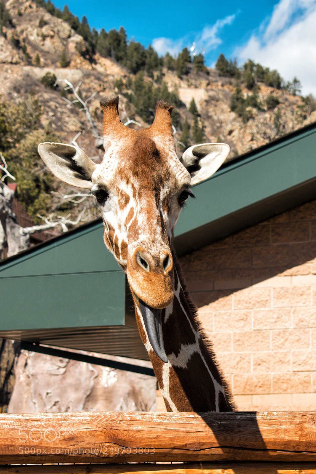 Nikon D3400 sample photo. Cervus camelopardalis photography