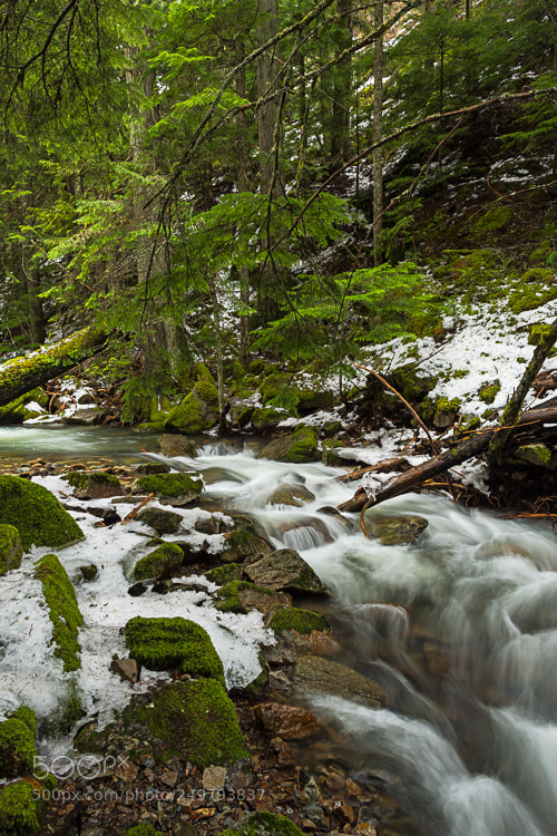 Nikon D7200 sample photo. Winters almost gone. photography