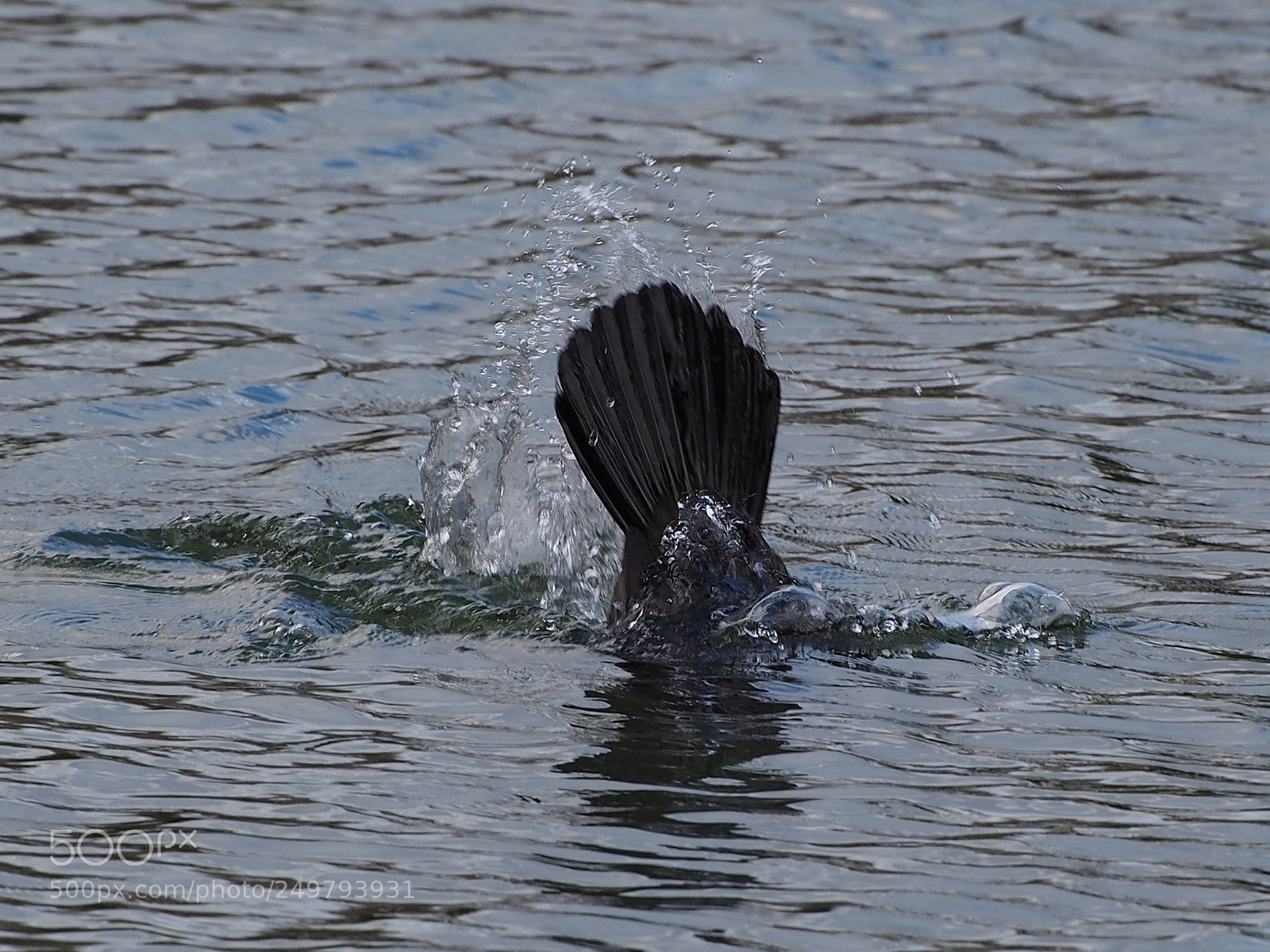 Olympus OM-D E-M5 sample photo. Just another cormorant tail photography