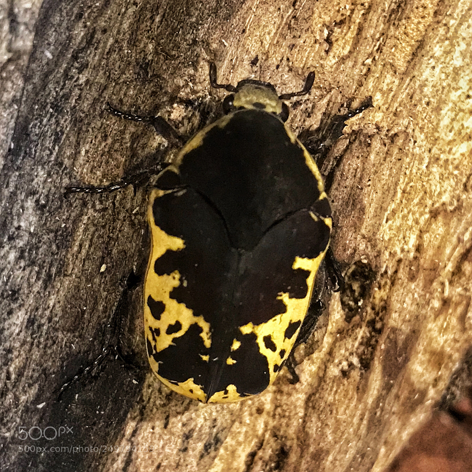 Apple iPhone 7 sample photo. Rorschach’s beetle? photography