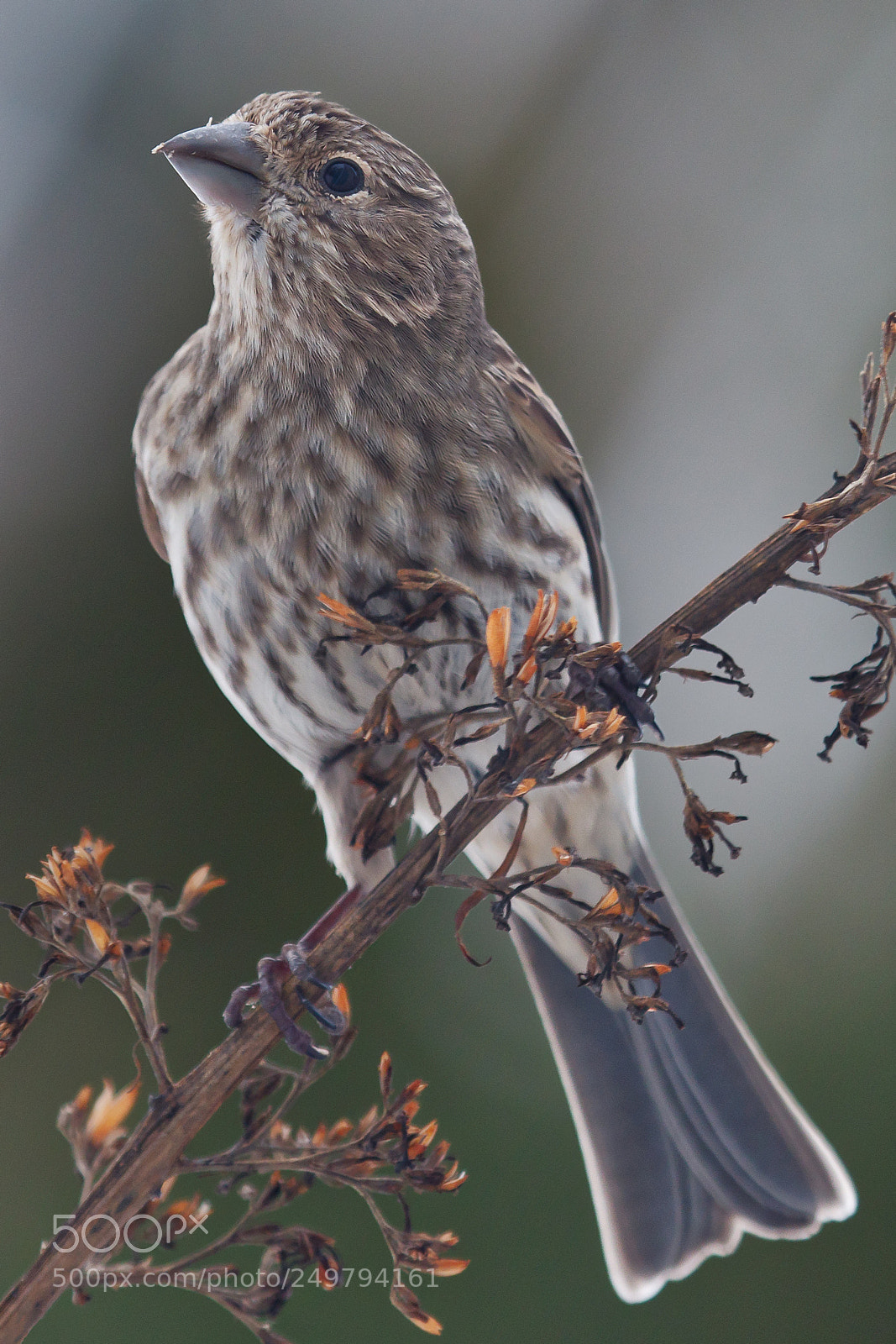 Canon EOS 7D Mark II sample photo. Female house finch photography
