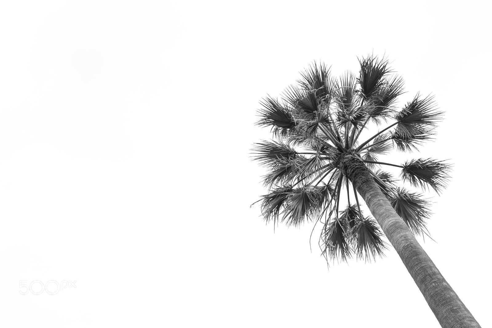 Fujifilm X-T2 sample photo. Palmondoa bilbon photography