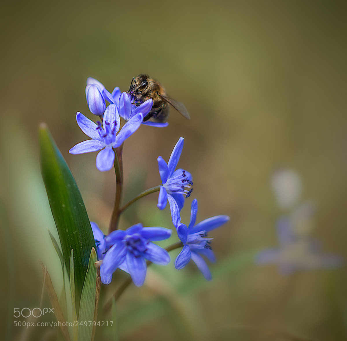 Nikon D800 sample photo. ++ worker bee++ photography