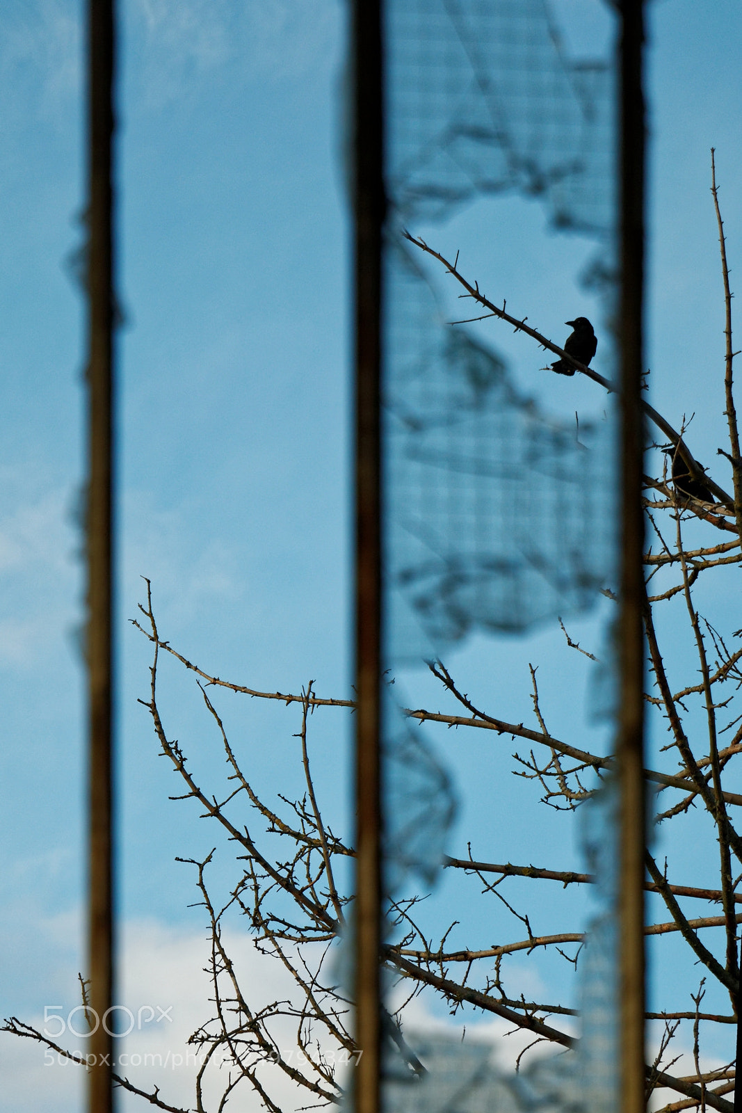 Canon EOS 70D sample photo. Bird photography
