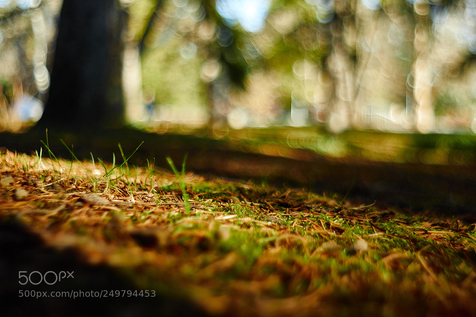 Canon EOS 70D sample photo. Autumn in january photography