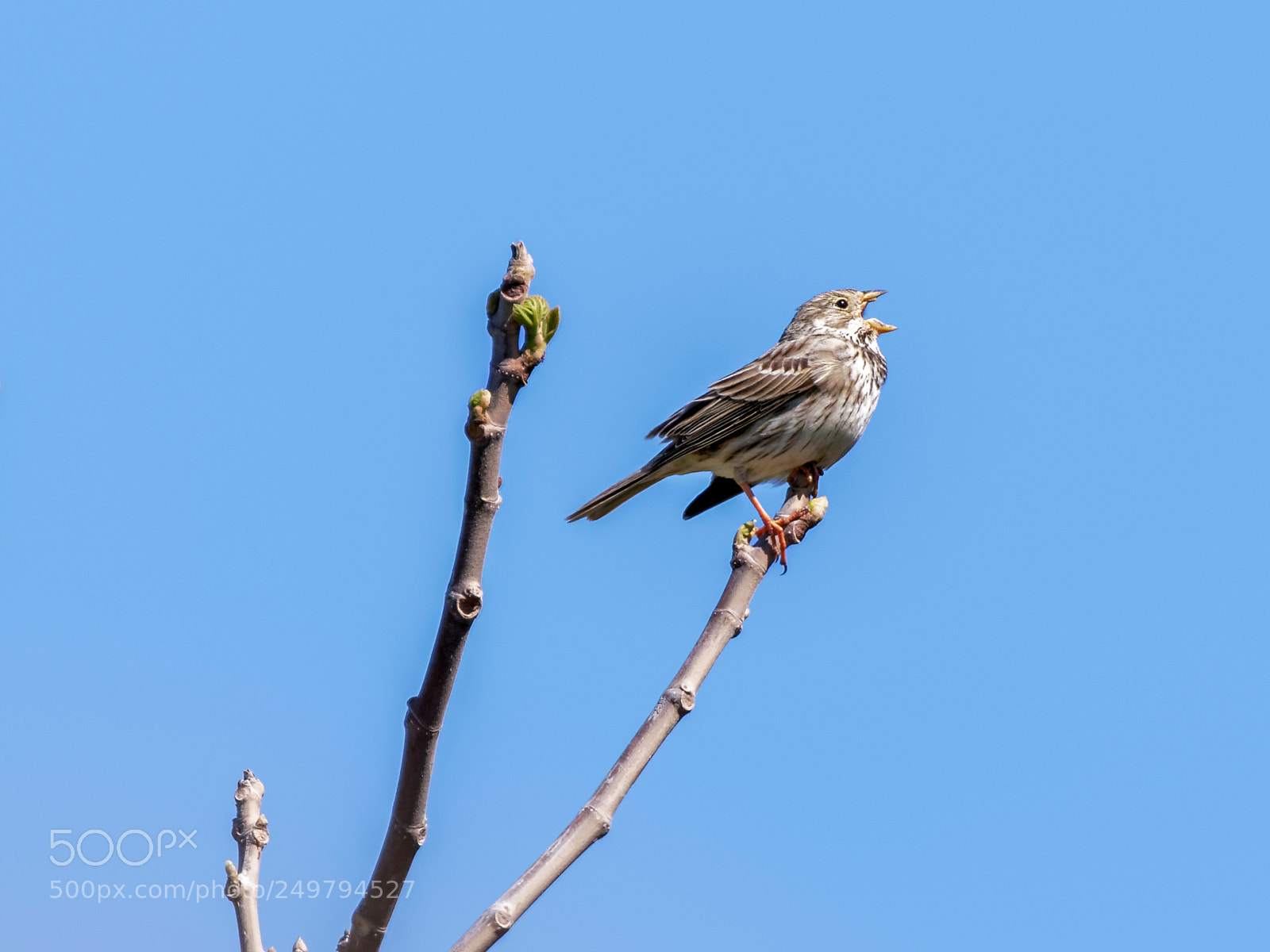 Canon EOS 7D Mark II sample photo. Singing loudly photography