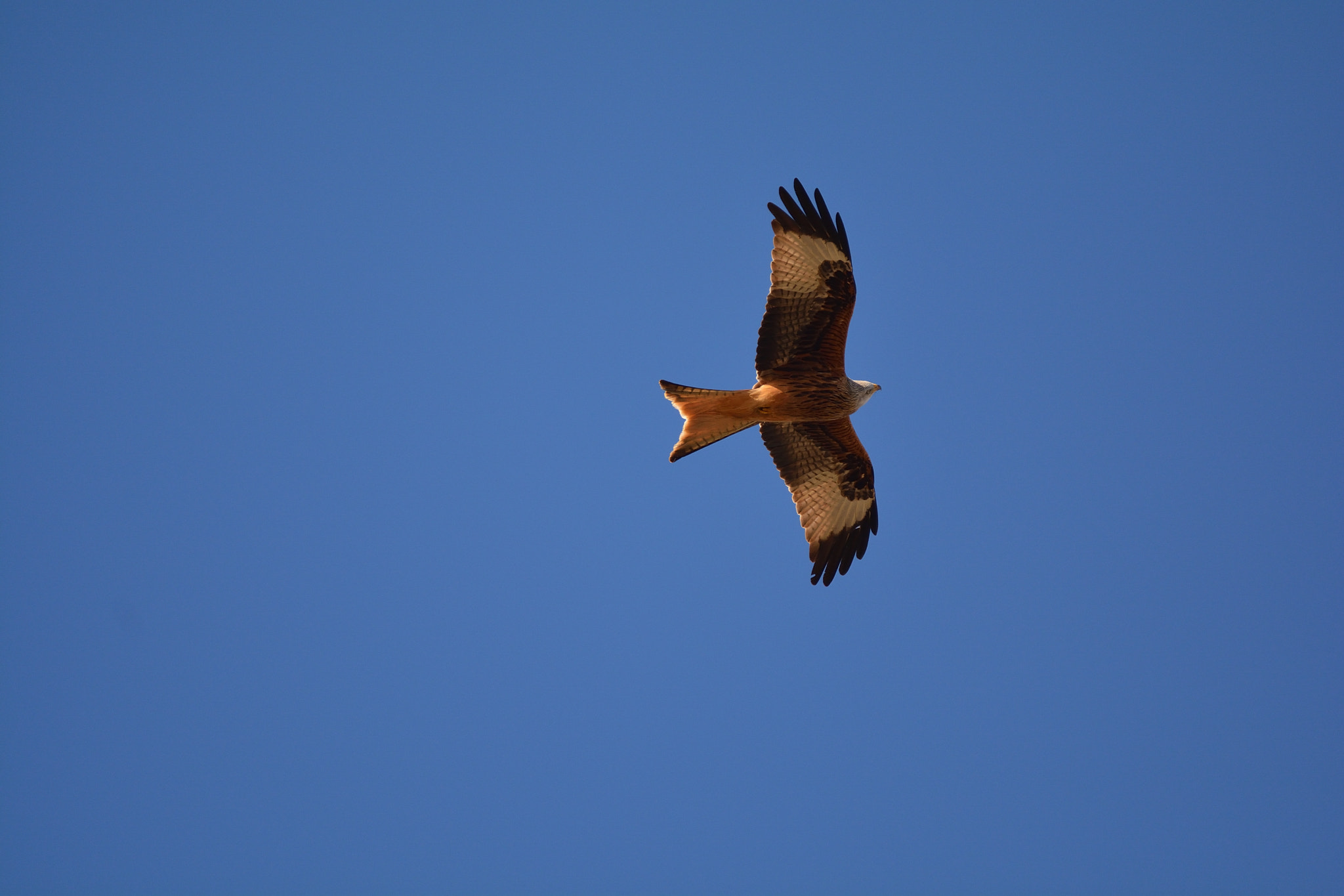 Sigma 150-600mm F5-6.3 DG OS HSM | C sample photo. Fauna de villafáfila: rapaces photography