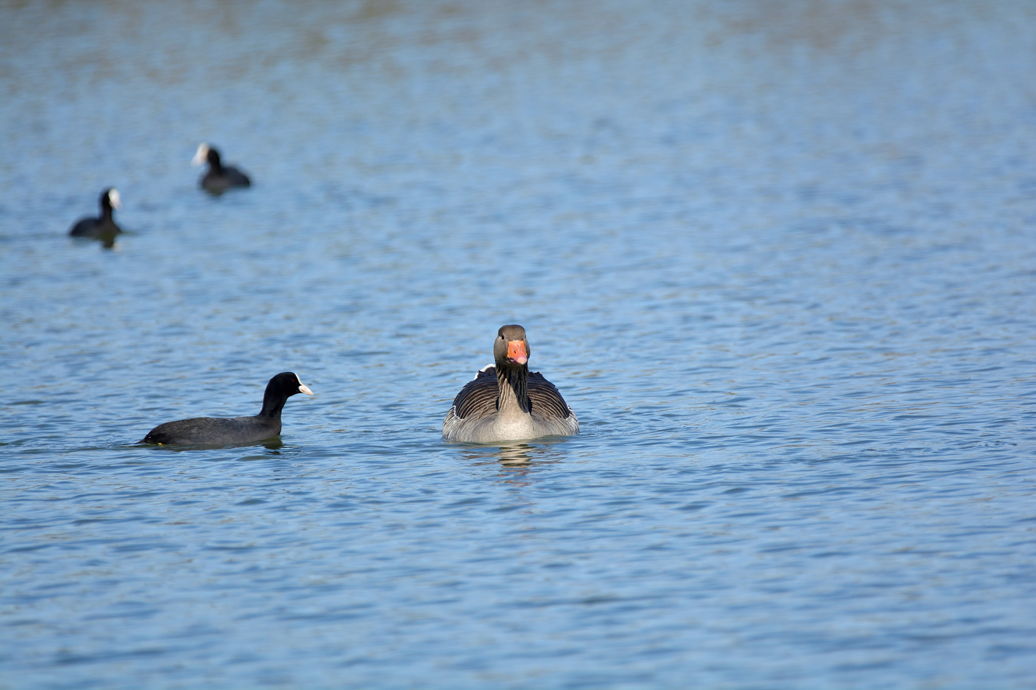 Nikon D5200 + Sigma 150-600mm F5-6.3 DG OS HSM | C sample photo. Fauna de villafáfila: ganso photography