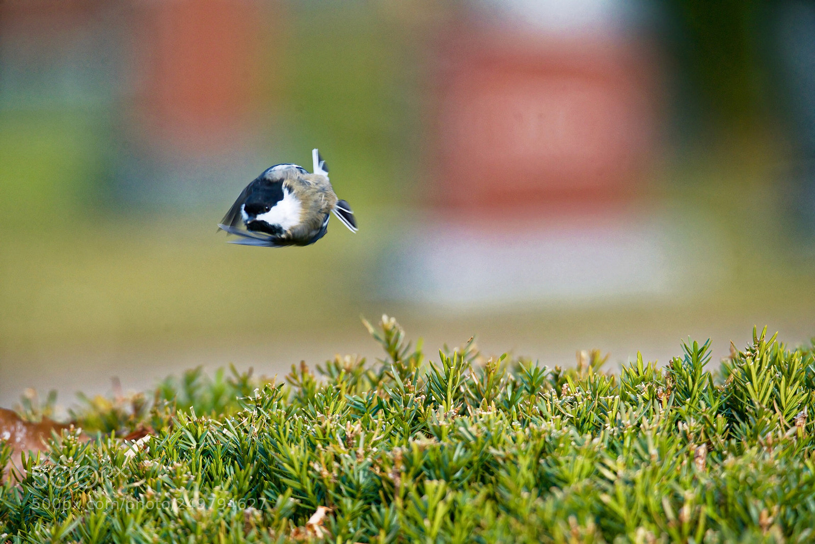 Nikon D800 sample photo. Black cap photography