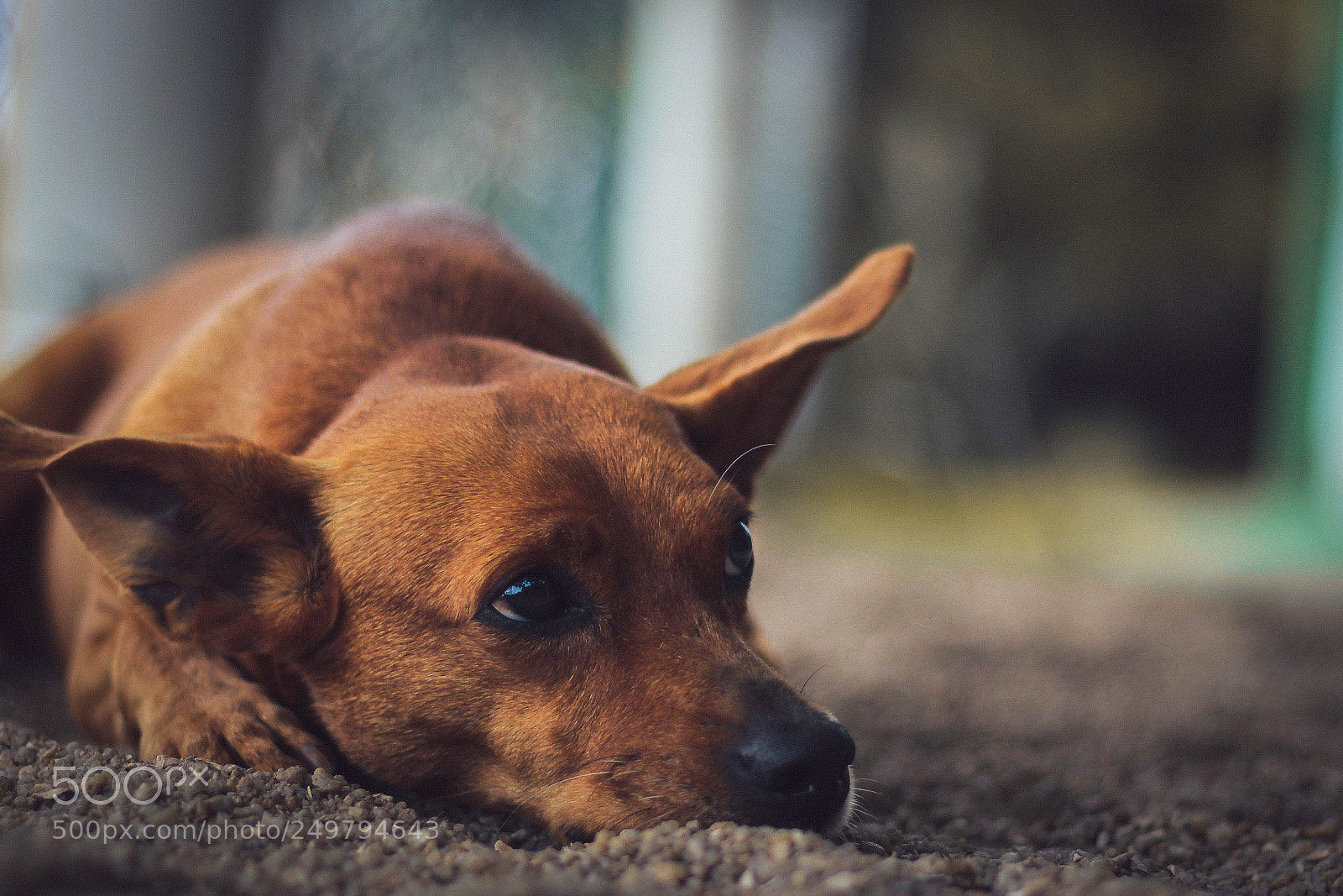 Canon EOS 700D (EOS Rebel T5i / EOS Kiss X7i) sample photo. Img photography