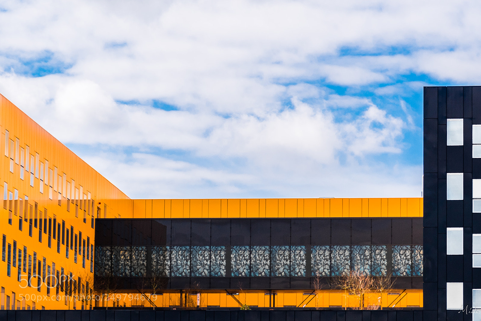 Nikon D7500 sample photo. Yellow photography