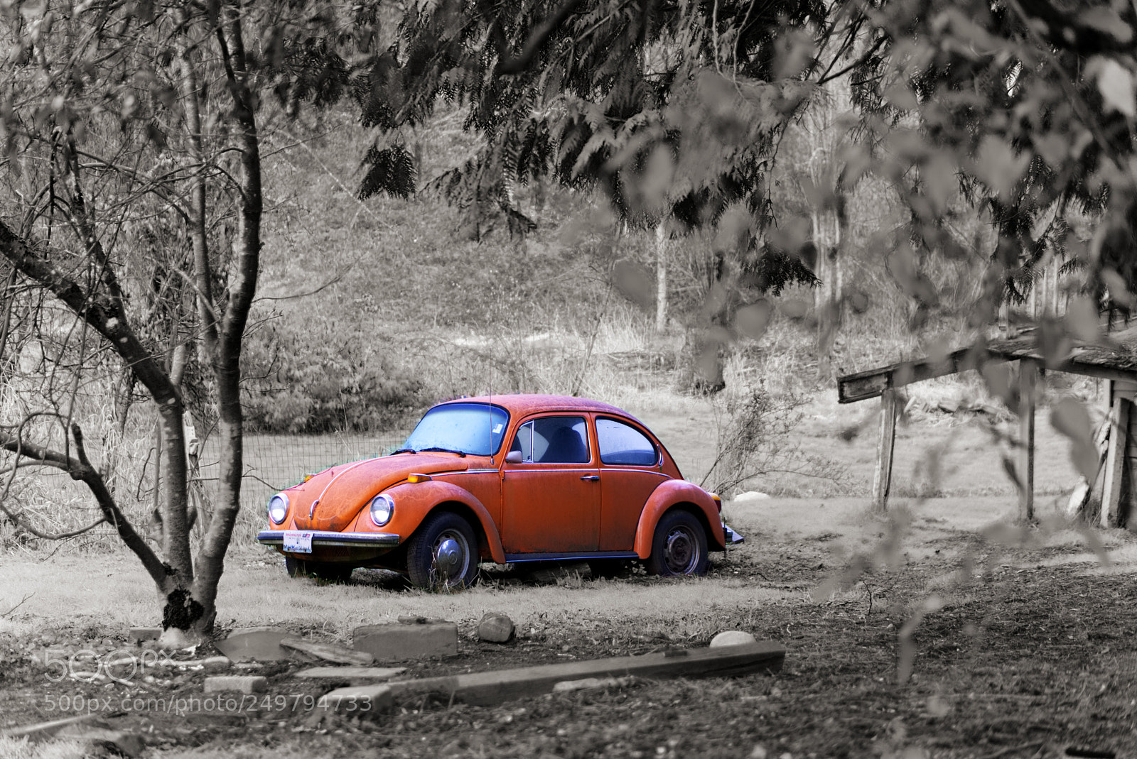 Sony a6000 sample photo. Bug in the field photography