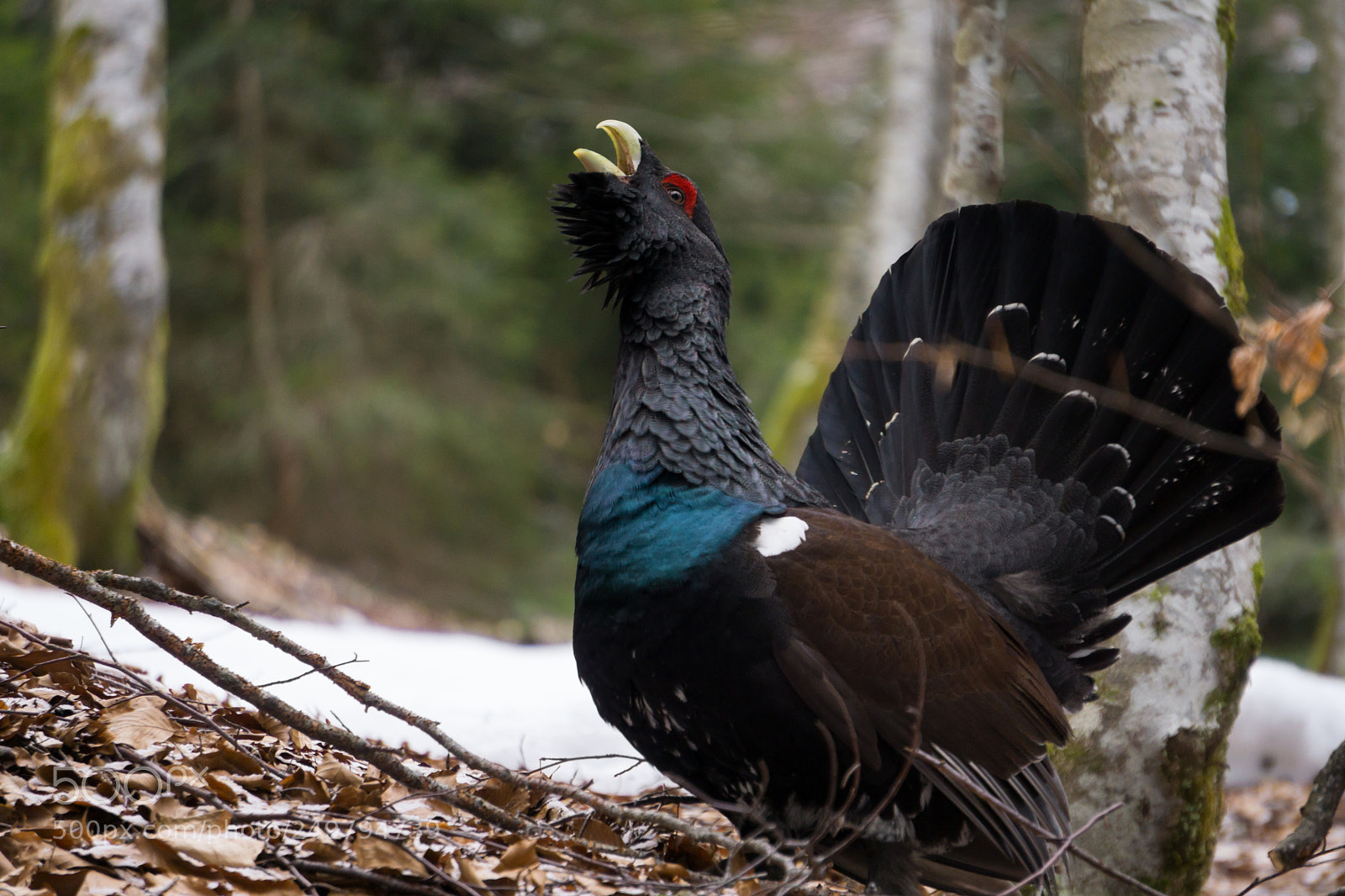 Sony a6000 sample photo. Wild life photography