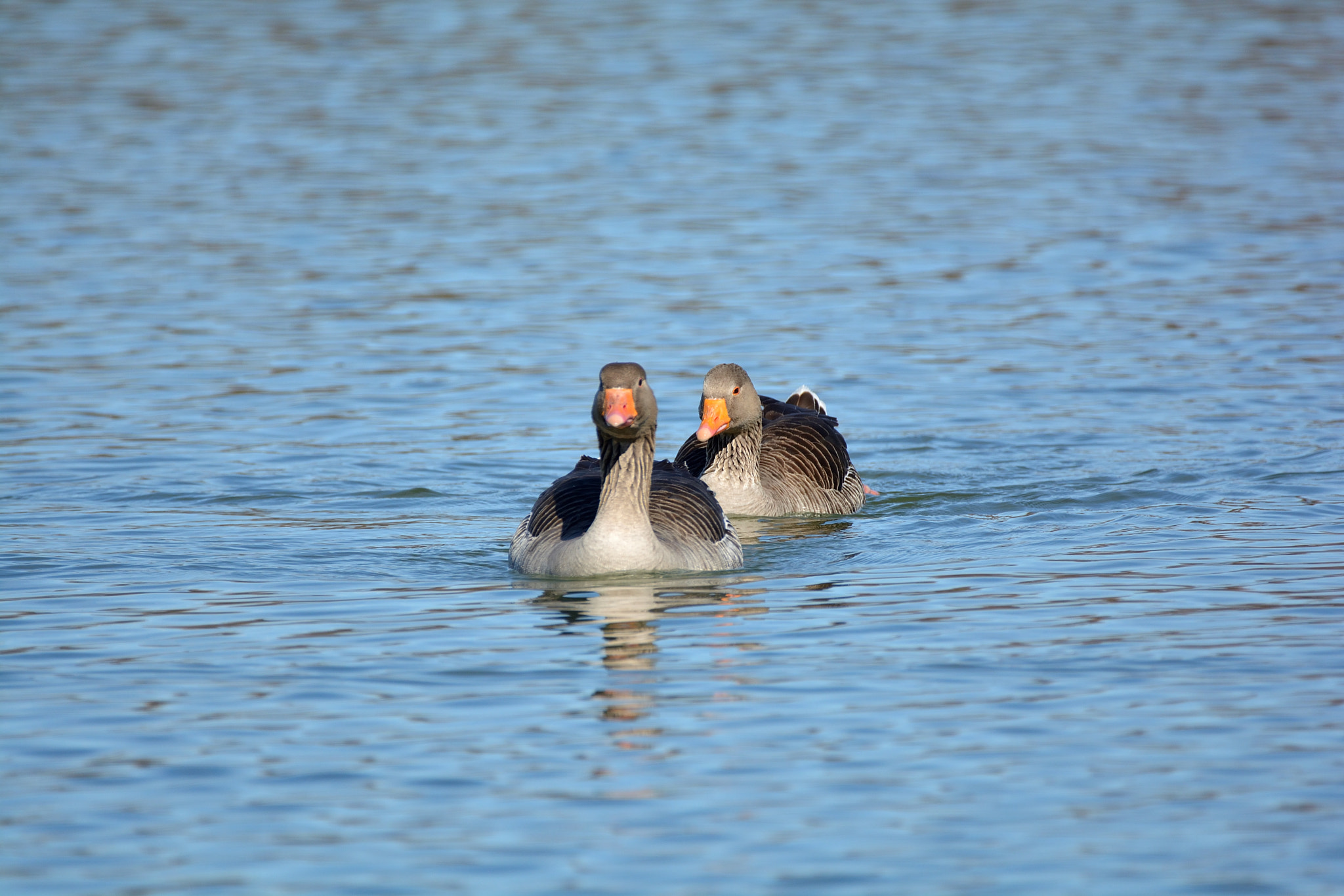 Nikon D5200 sample photo. Fauna de villafáfila: gansos photography