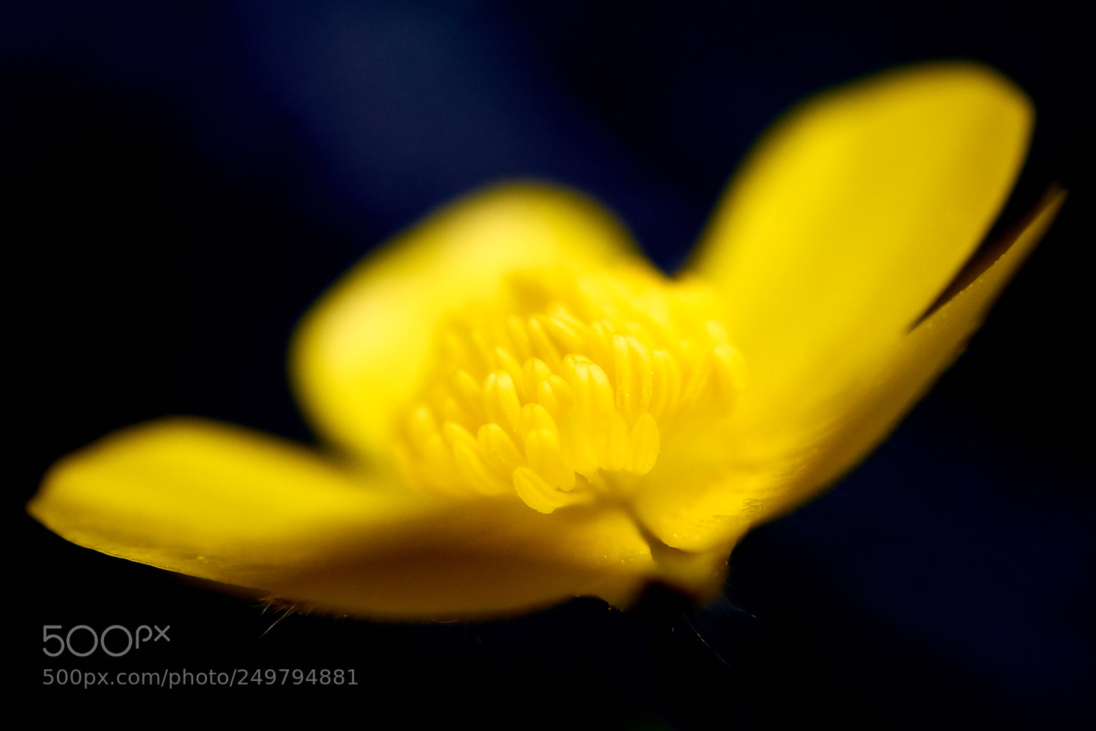 Sony ILCA-77M2 sample photo. Go brilliant go! photography