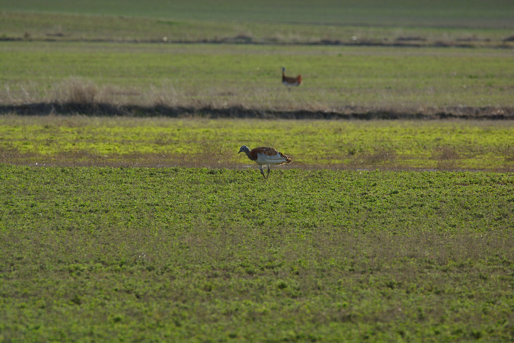 Nikon D5200 sample photo. Fauna de villafáfila: avutarda photography