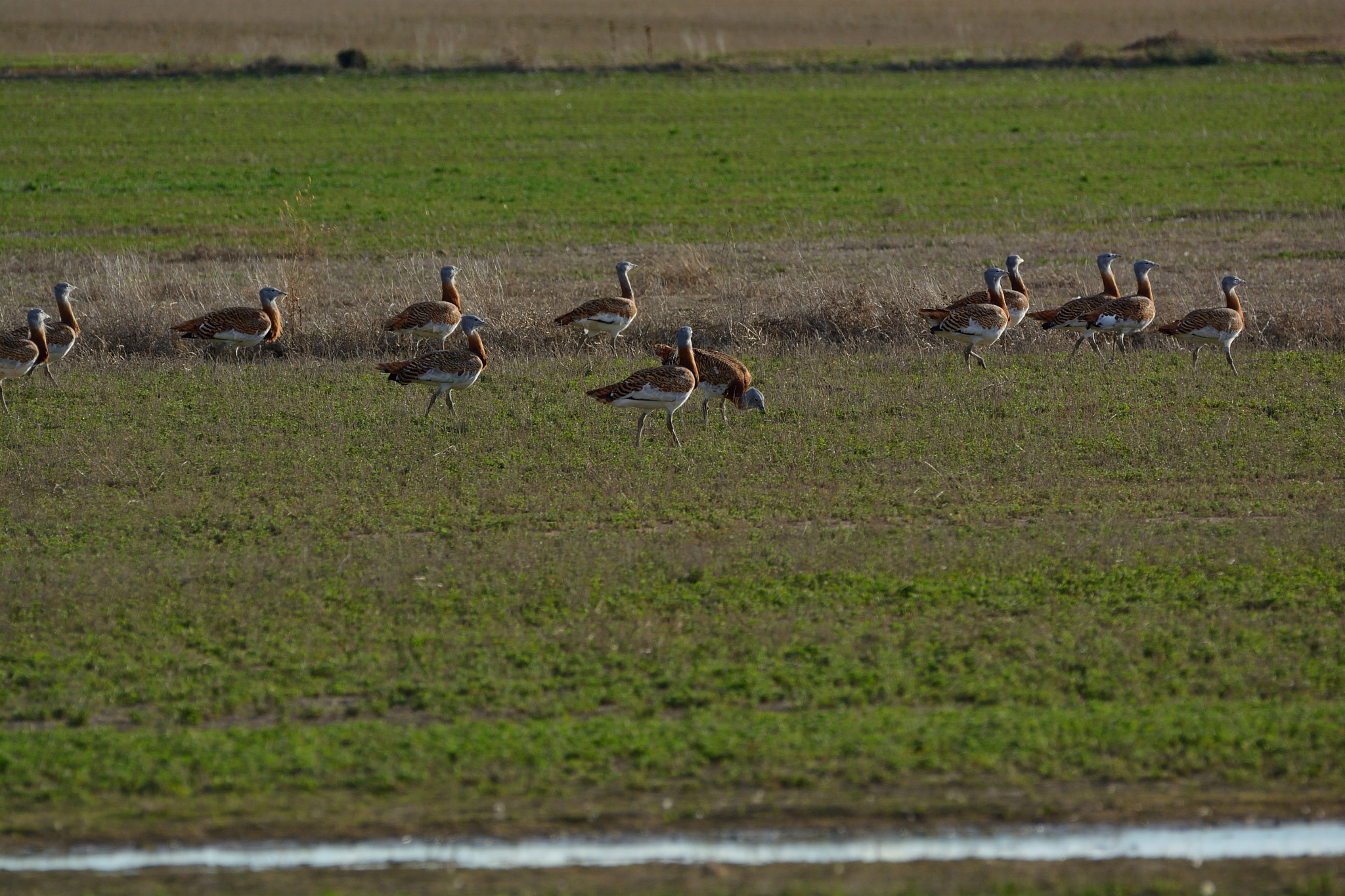 Nikon D5200 + Sigma 150-600mm F5-6.3 DG OS HSM | C sample photo. Fauna de villafáfila: avutardas photography