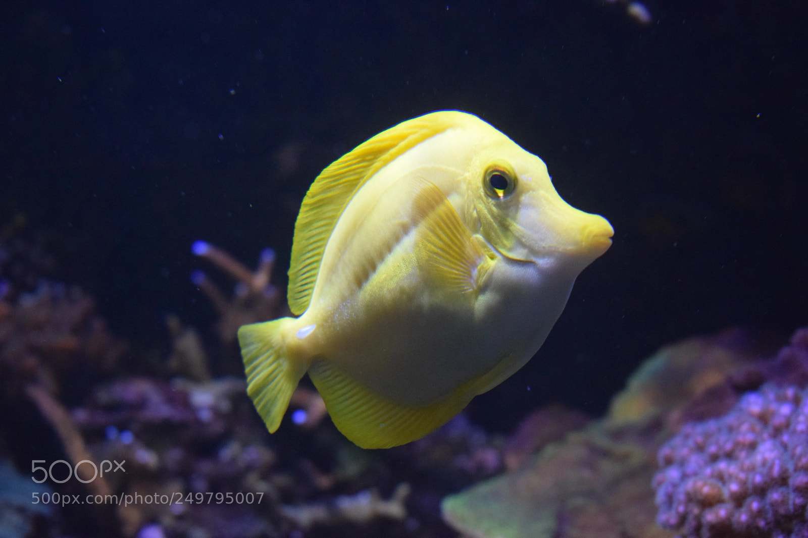 Nikon D3300 sample photo. Chirurgien jaune pale photography