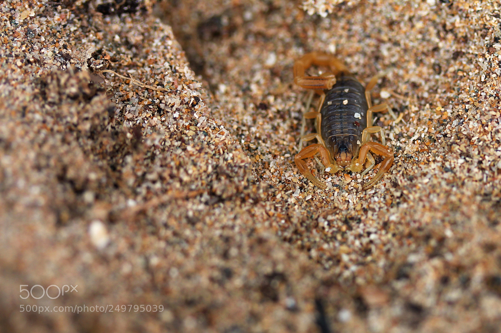 Canon EOS 550D (EOS Rebel T2i / EOS Kiss X4) sample photo. Little scorpion photography