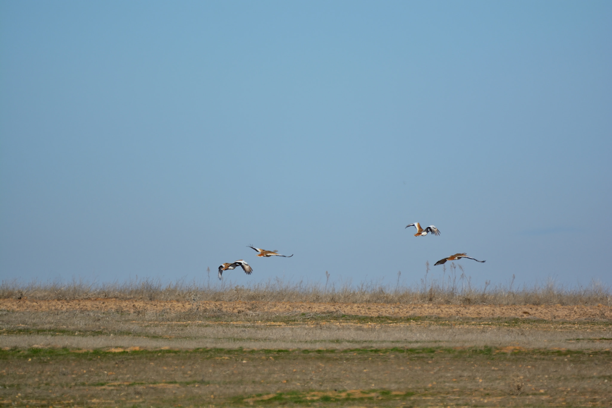 Nikon D5200 sample photo. Fauna de villafáfila: avutardas photography