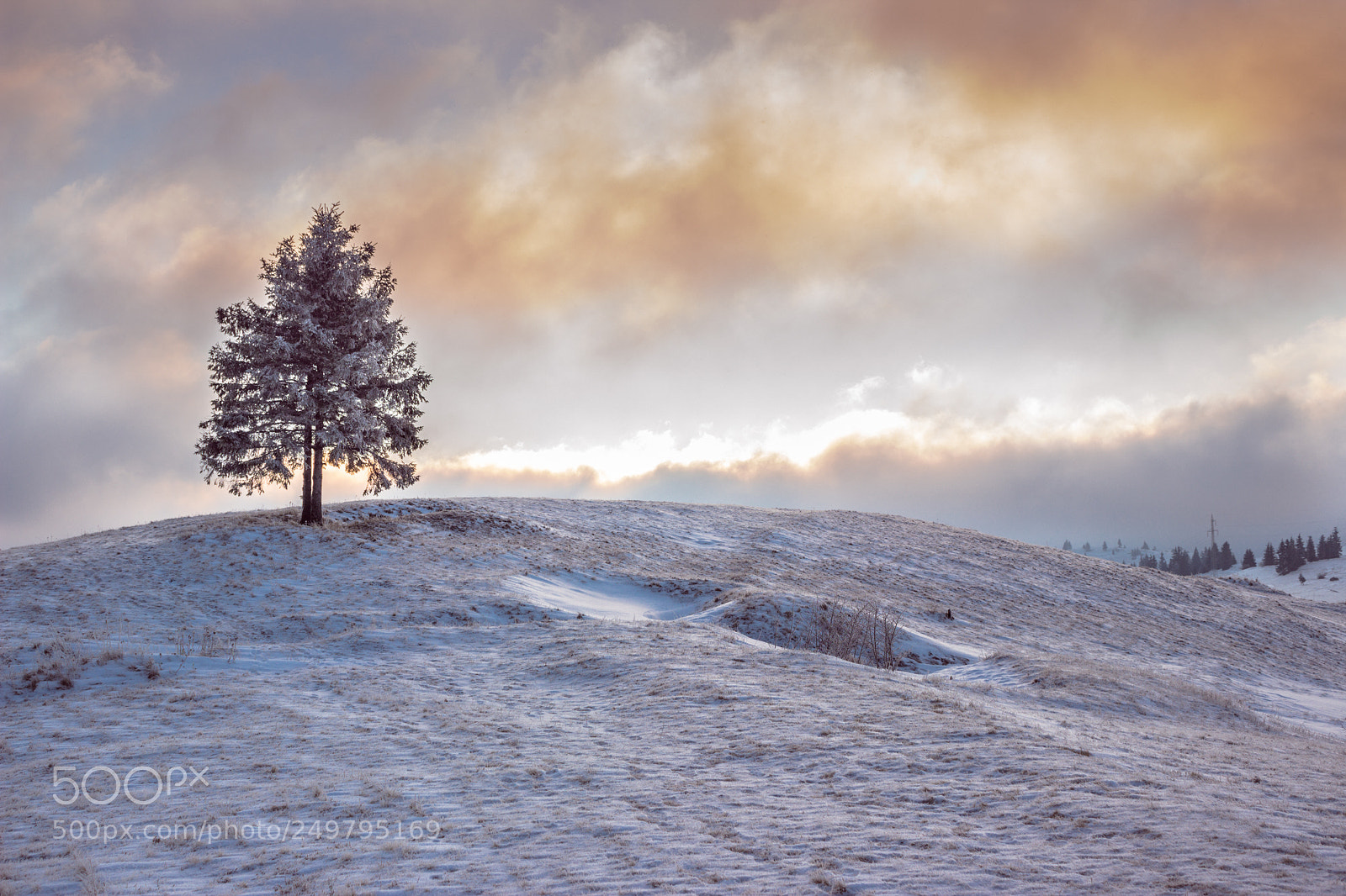 Canon EOS 600D (Rebel EOS T3i / EOS Kiss X5) sample photo. Tree frozen on hilltop photography