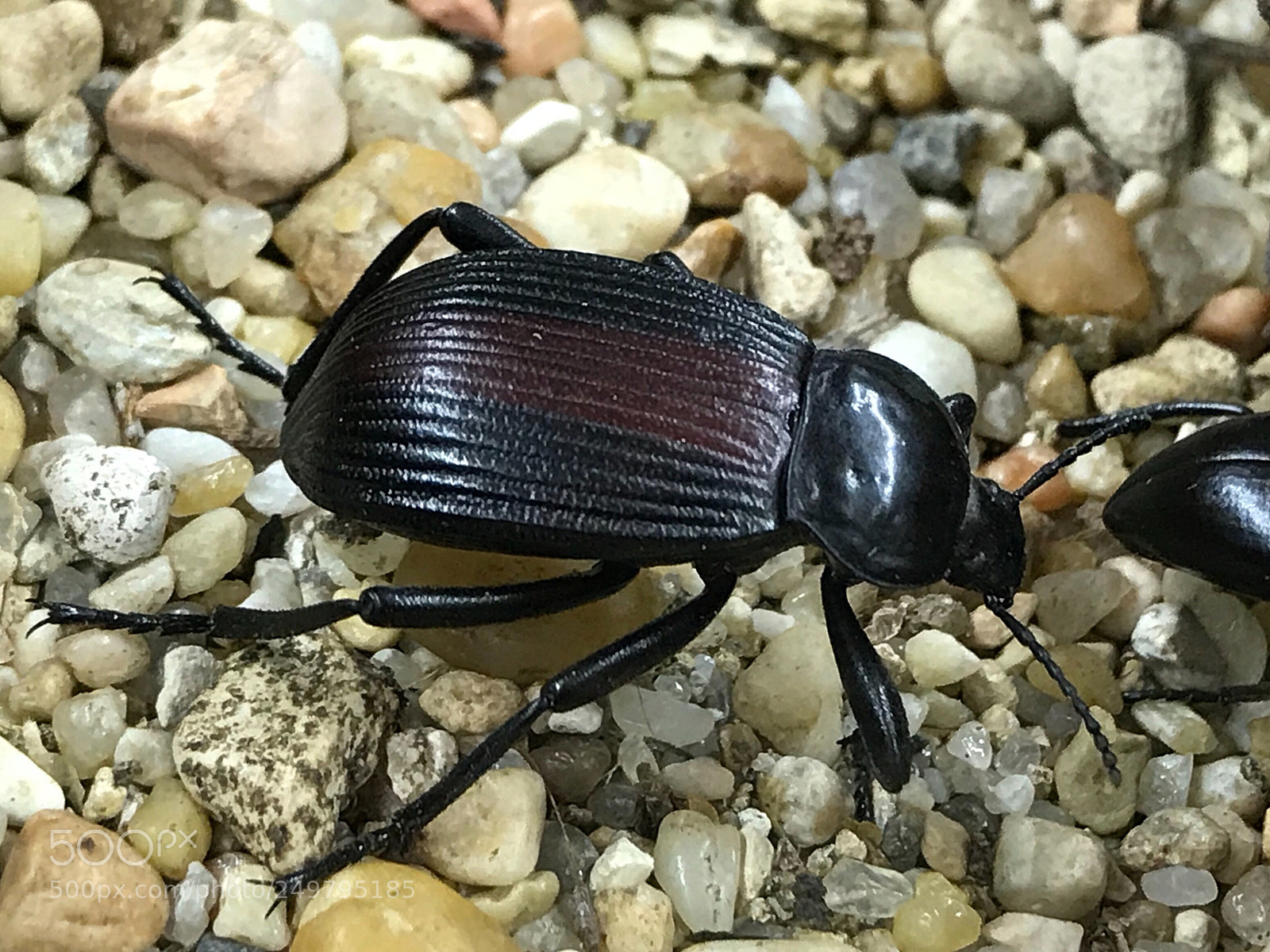Apple iPhone 7 sample photo. Darkling beetle photography