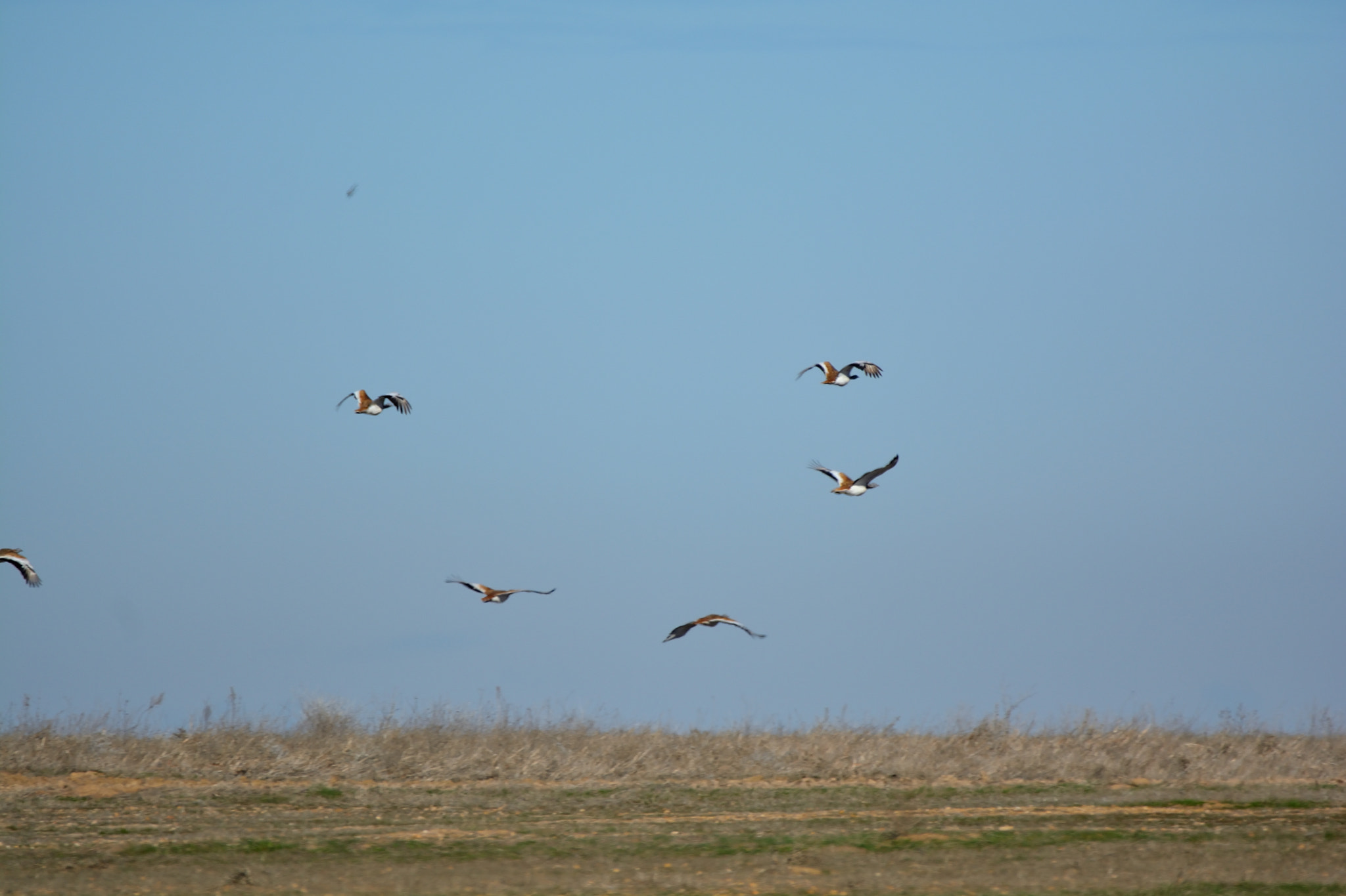 Sigma 150-600mm F5-6.3 DG OS HSM | C sample photo. Fauna de villafáfila: avutardas photography