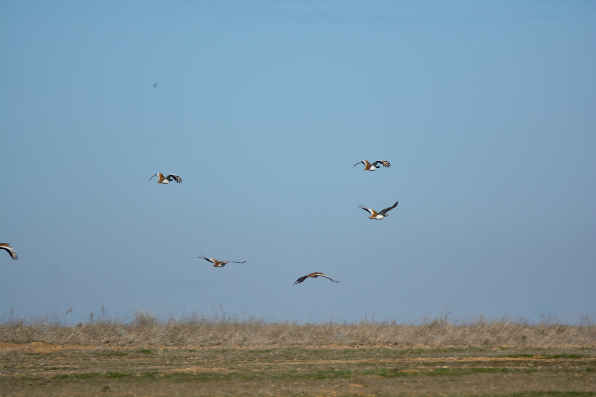 Nikon D5200 sample photo. Fauna de villafáfila: avutardas photography