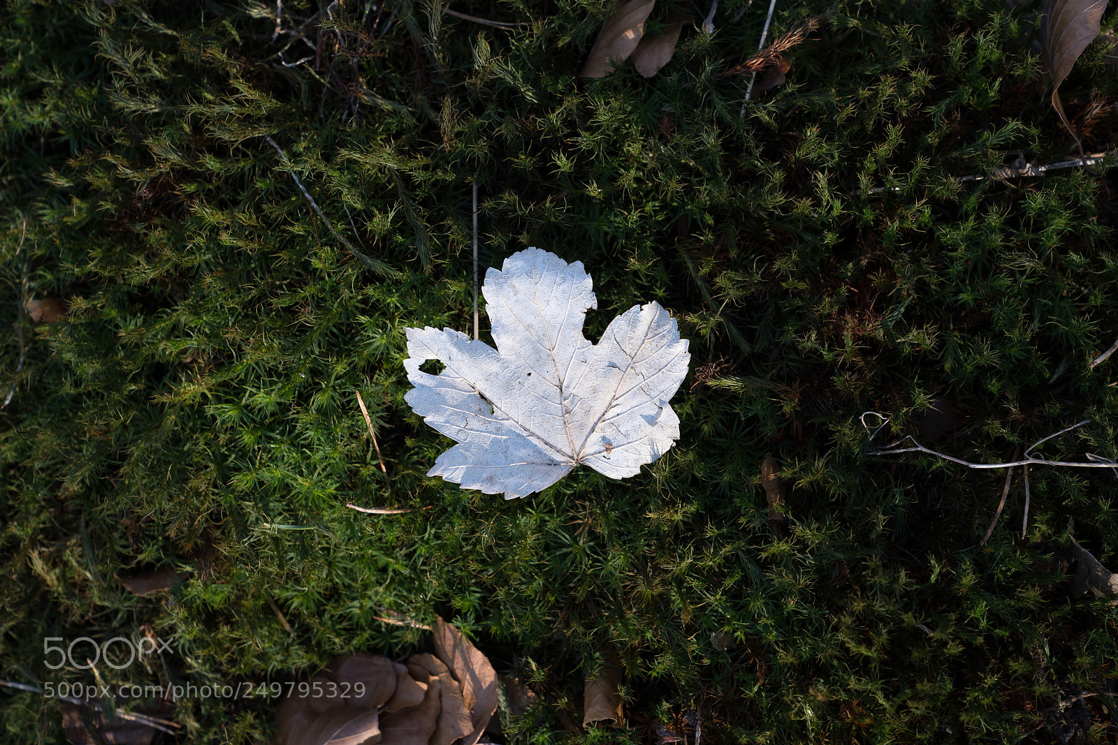 Sony a7R III sample photo. White leaf photography