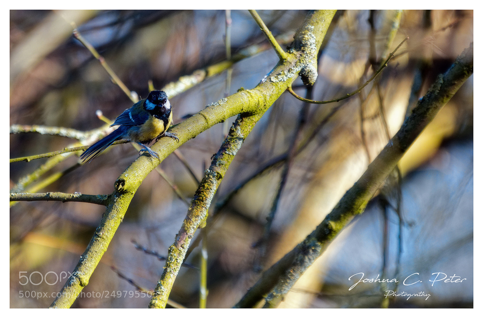 Canon EOS 6D Mark II sample photo. Blaumeise photography