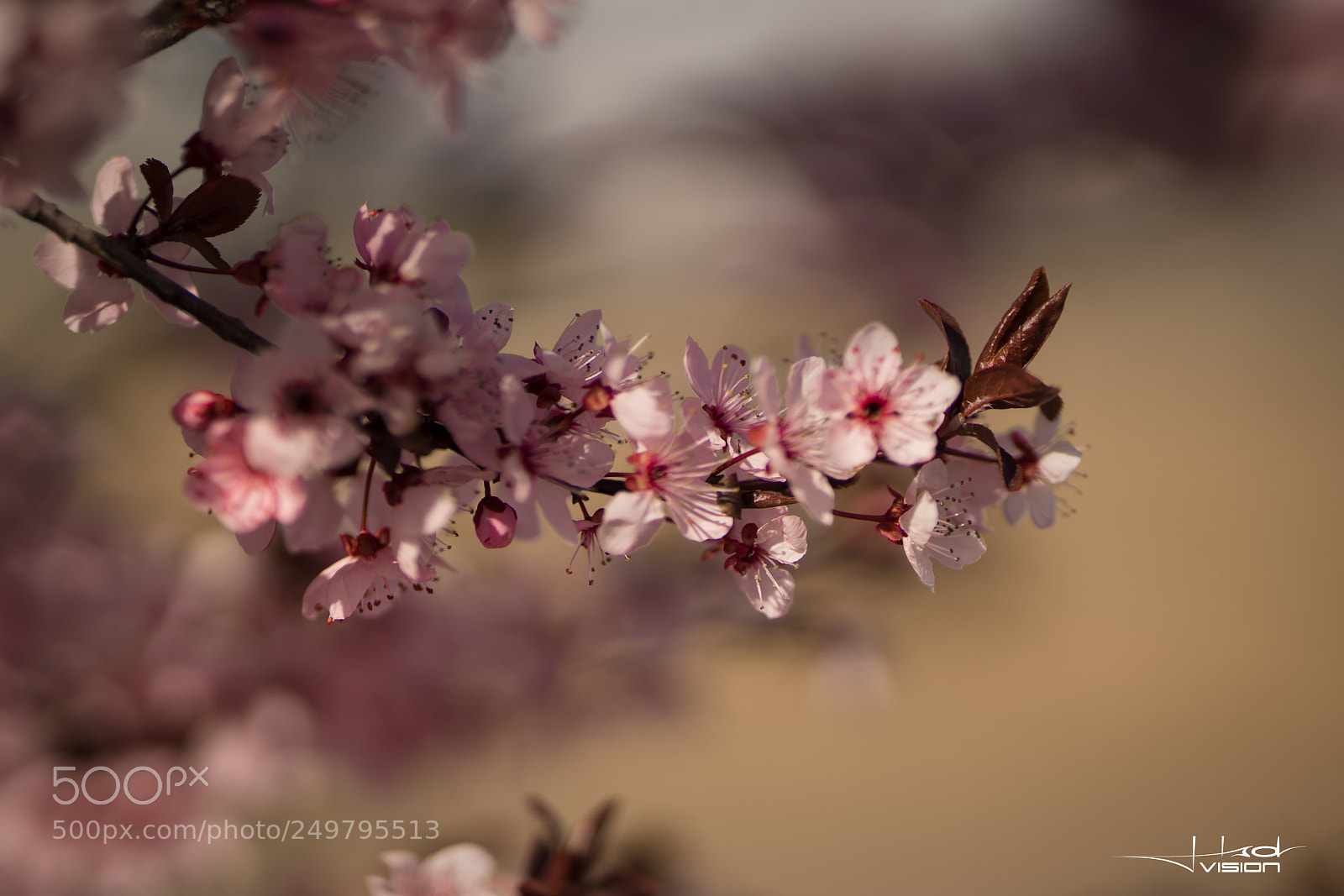 Sony a7R II sample photo. ??? photography
