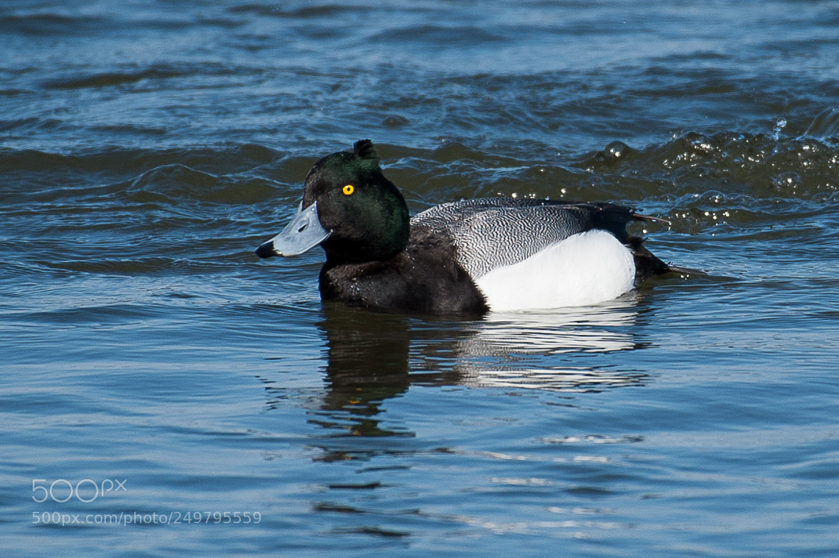 Nikon D700 sample photo. Greater scaup photography