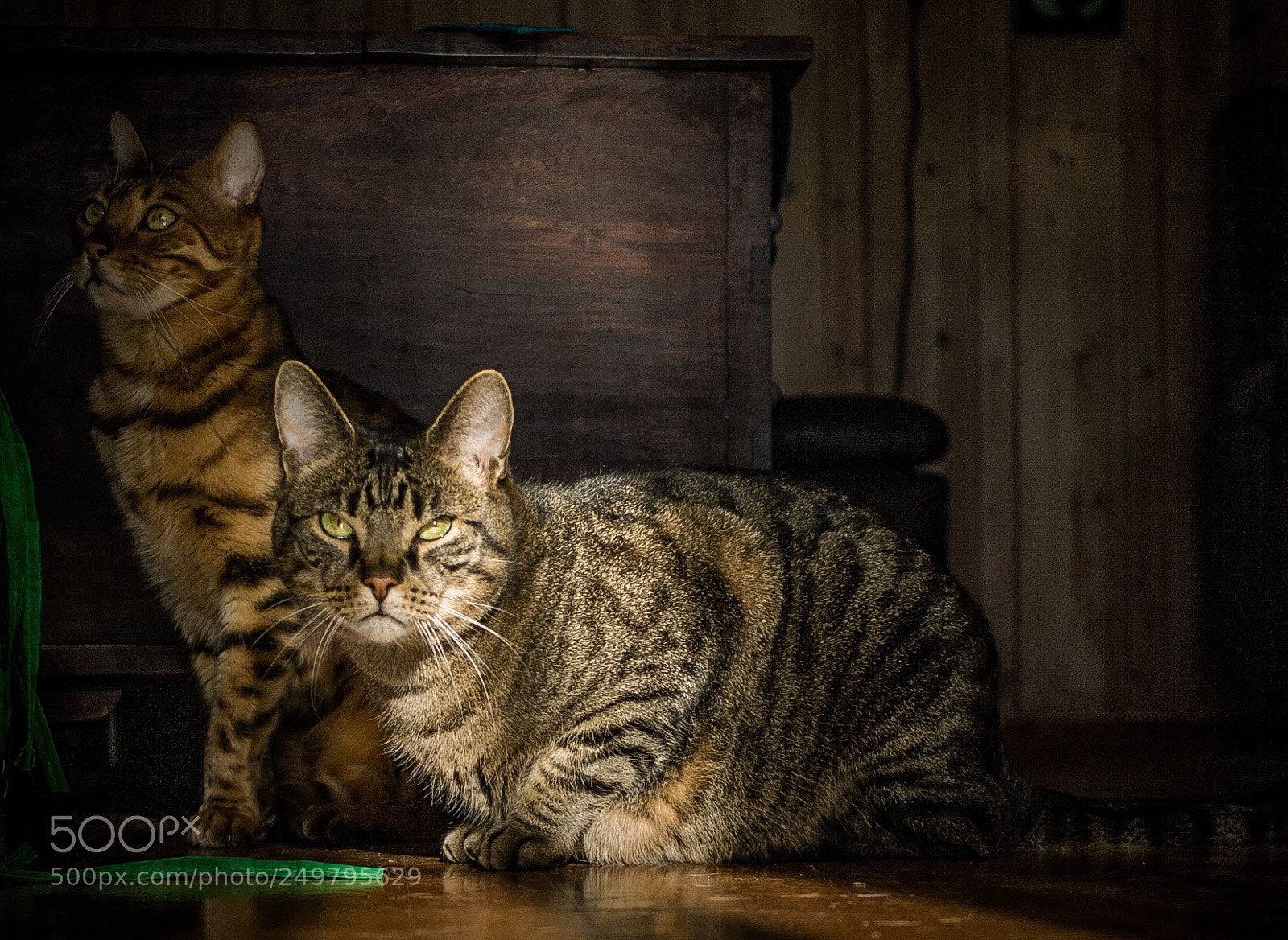 Canon EOS-1D Mark II sample photo. Lorax and maximillian  photography