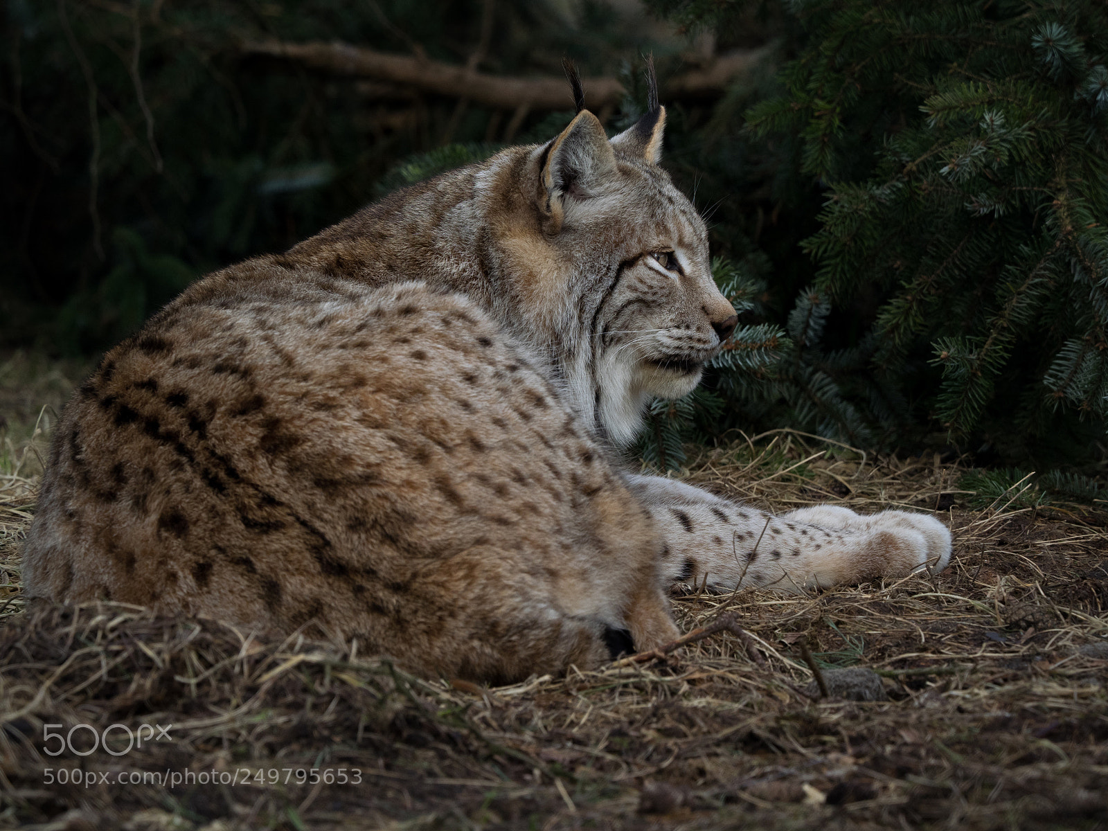 Olympus OM-D E-M1 sample photo. Luchs photography