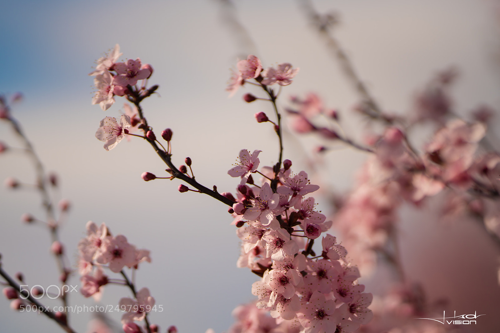 Sony a7R II sample photo. ?????? photography