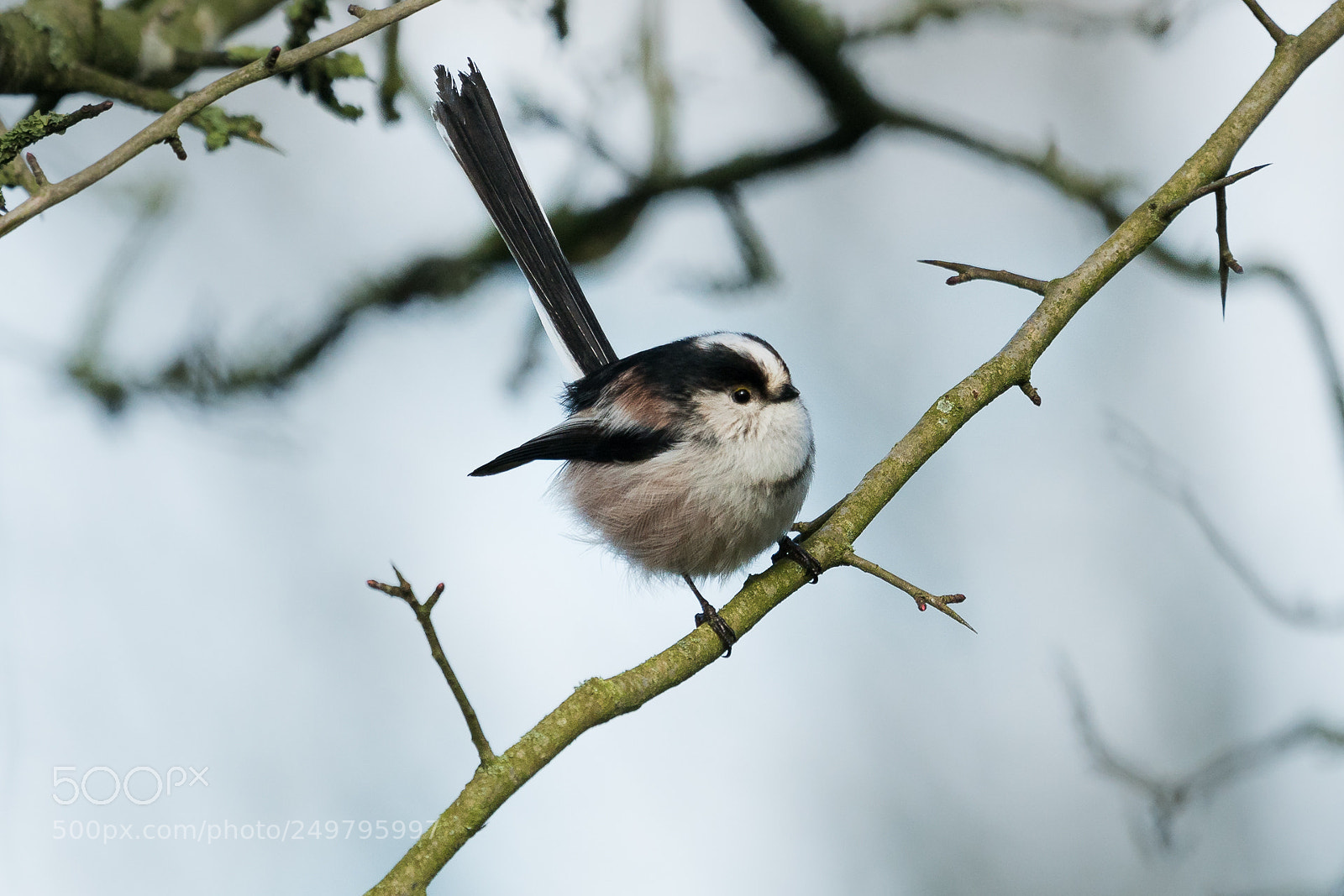 Sony a6300 sample photo. Mésange à longue queue photography
