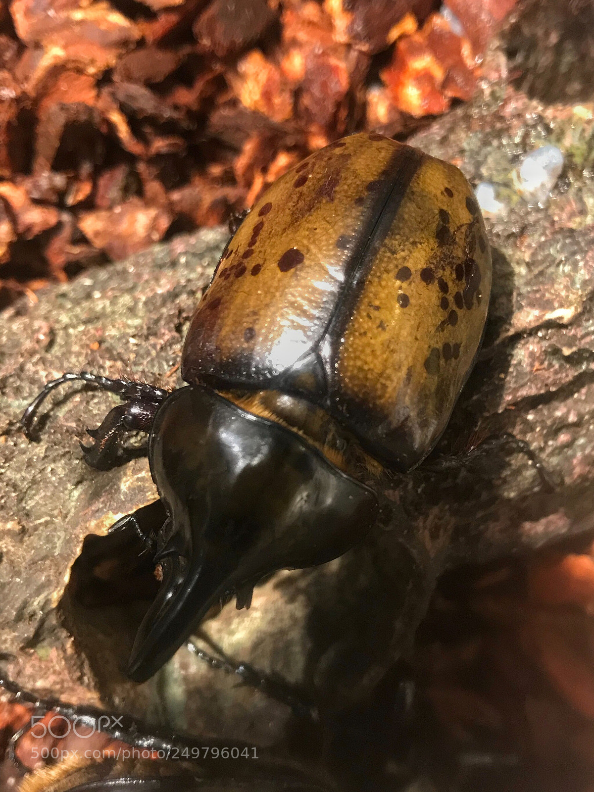 Apple iPhone 7 sample photo. Eastern hercules beetle photography