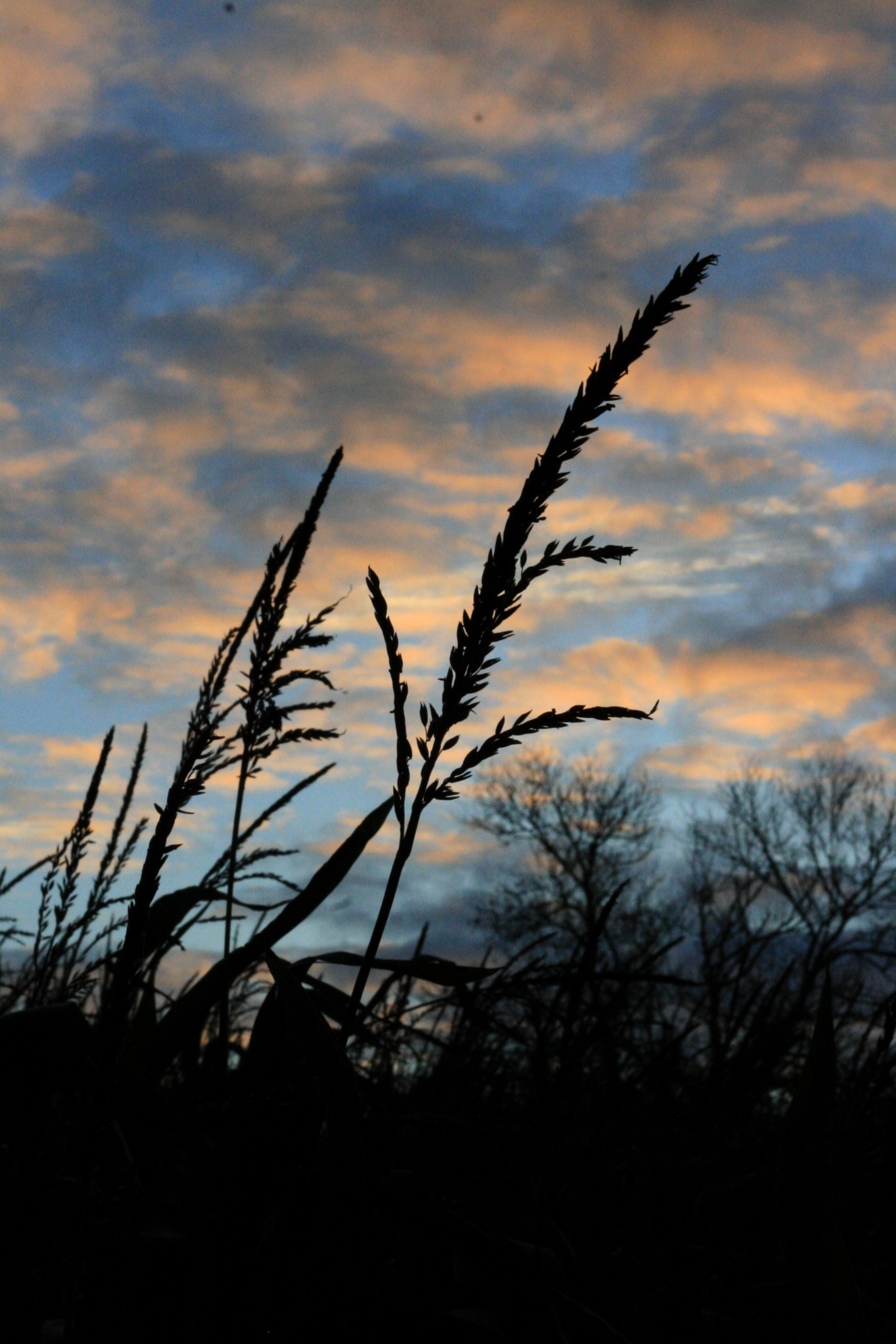 Canon EF 50mm F1.8 II sample photo. Wheat field photography