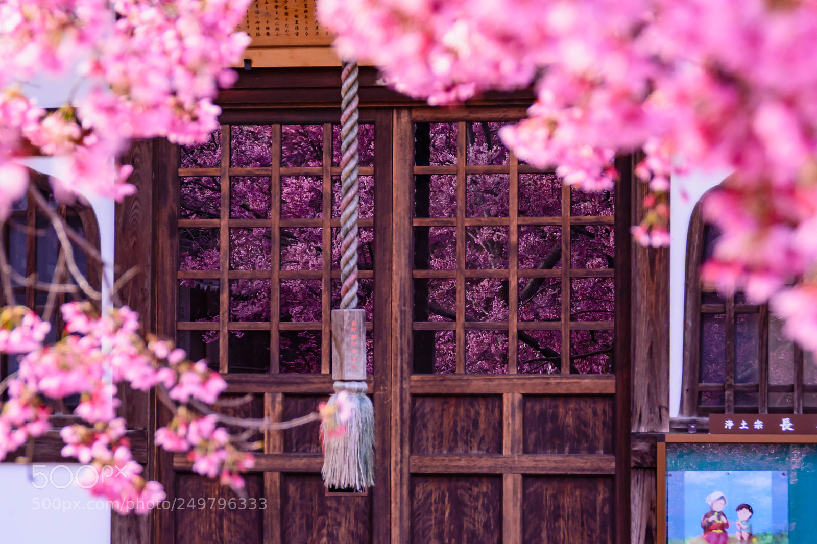 Nikon D5200 sample photo. 春が来た photography