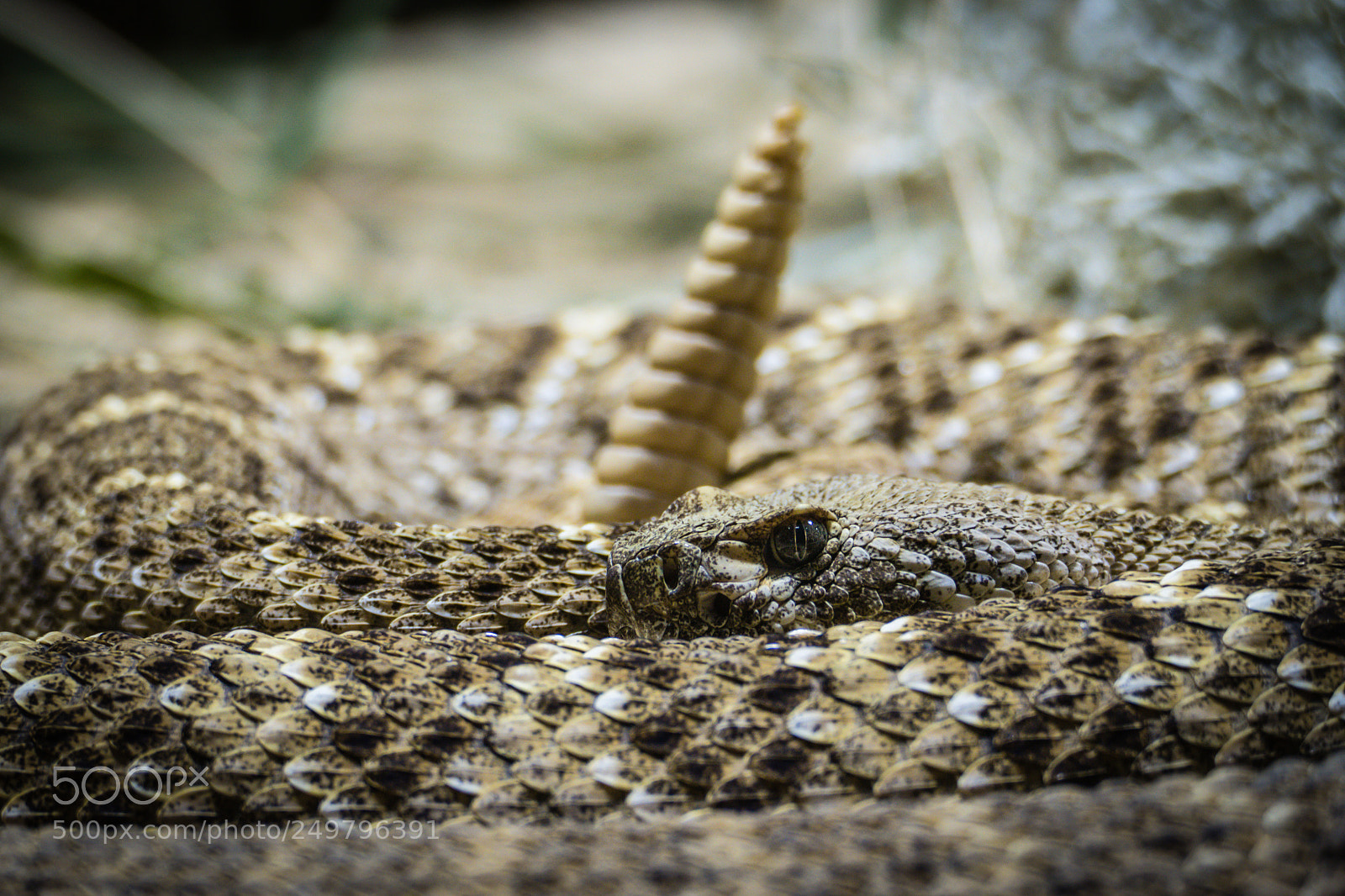 Panasonic Lumix DMC-FZ1000 sample photo. Rattle snake, berlin aquarium photography