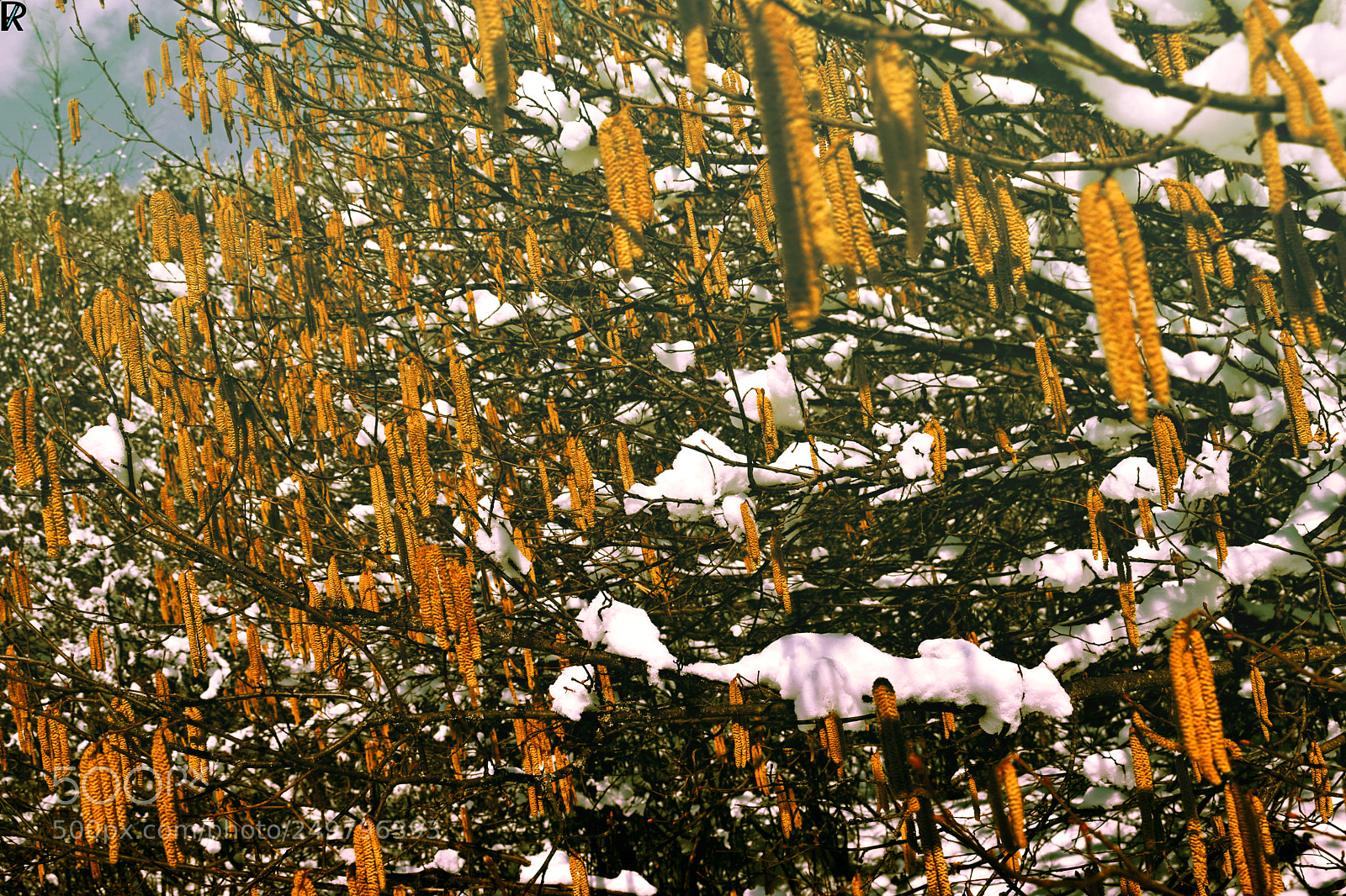 Nikon D3300 sample photo. Winter in kriva palanka photography