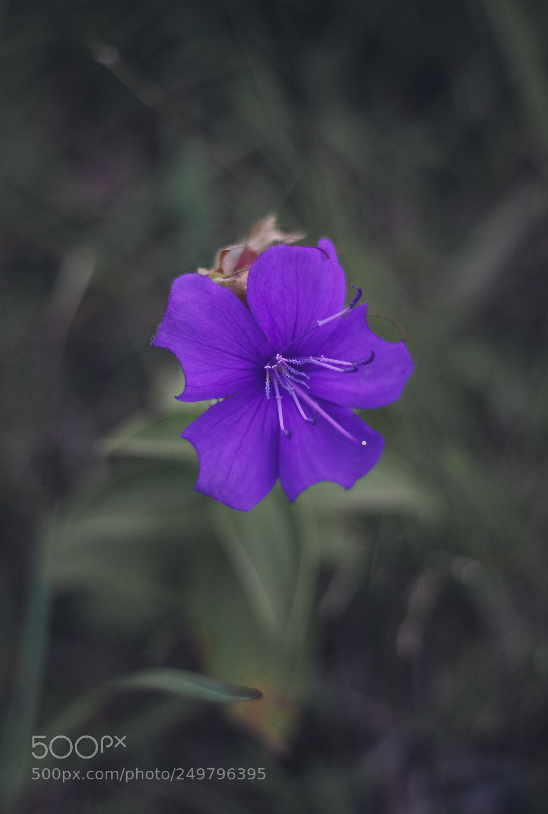 Canon EOS 700D (EOS Rebel T5i / EOS Kiss X7i) sample photo. Photo photography