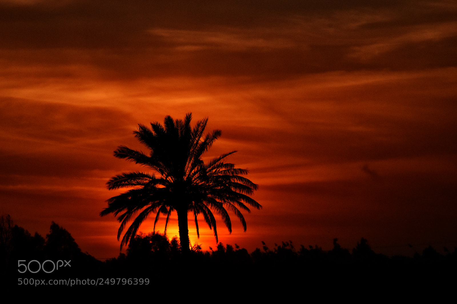 Nikon D5600 sample photo. Alone palm photography