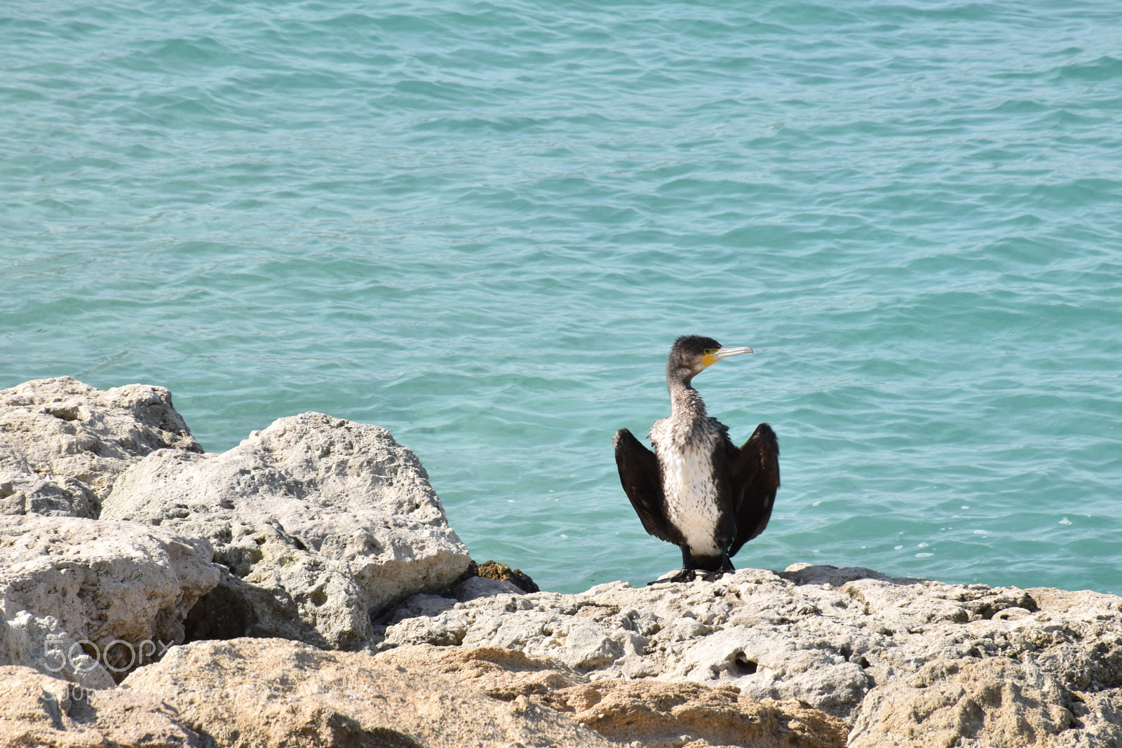 Nikon D5600 sample photo. Bird photography