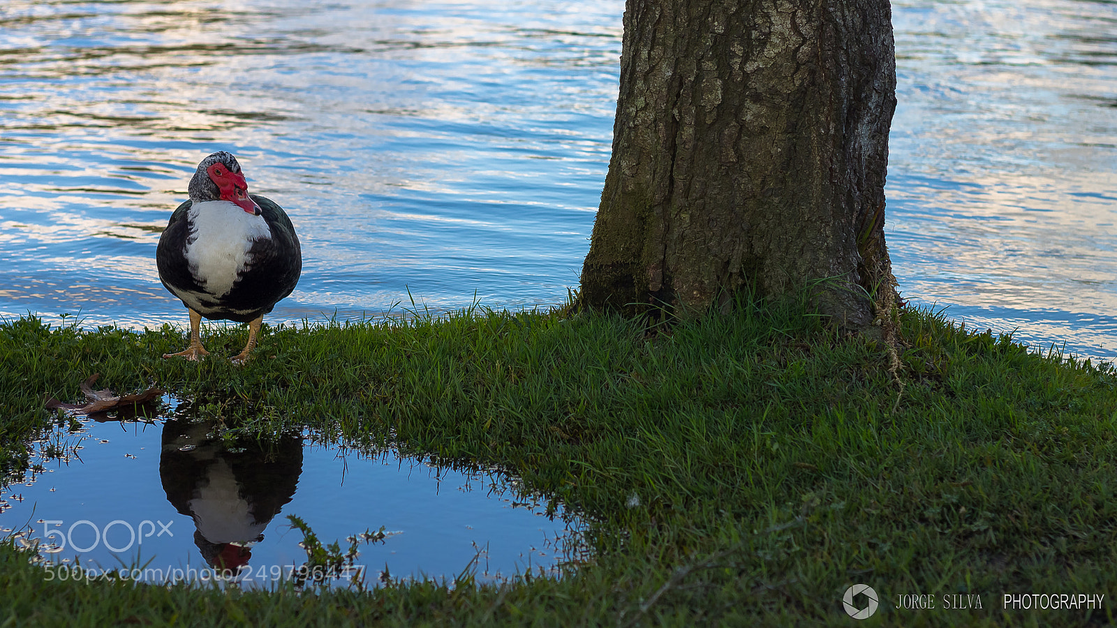 Canon EOS 1100D (EOS Rebel T3 / EOS Kiss X50) sample photo. Duck photography