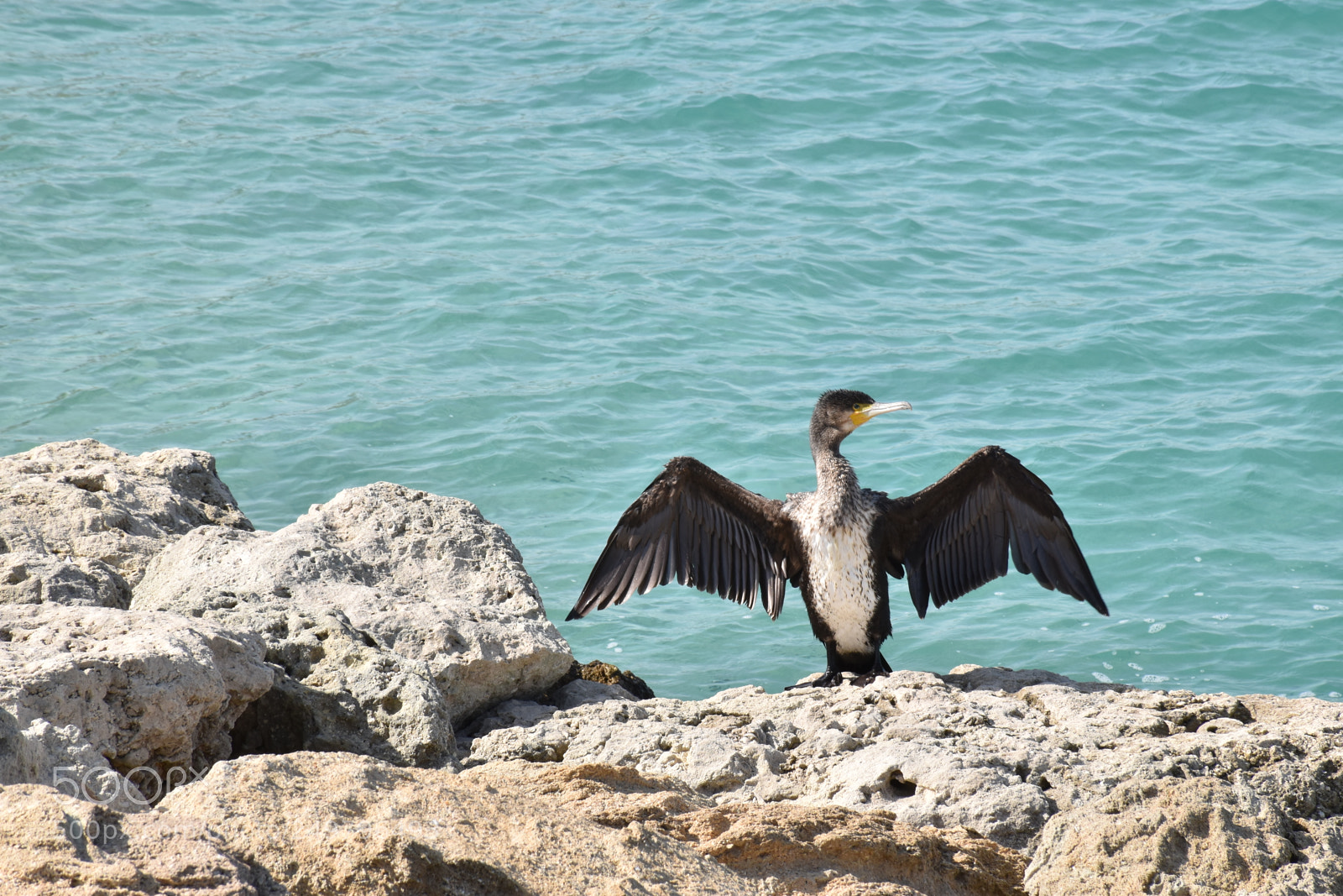 Nikon D5600 sample photo. Bird photography