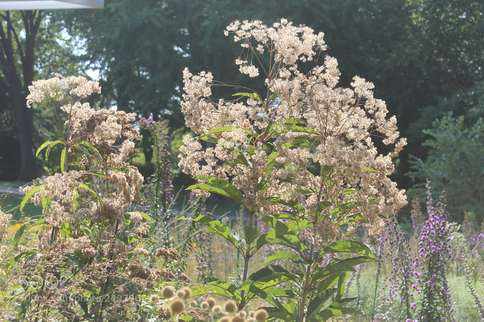 Canon EOS 1100D (EOS Rebel T3 / EOS Kiss X50) sample photo. Pretty pink flowers photography
