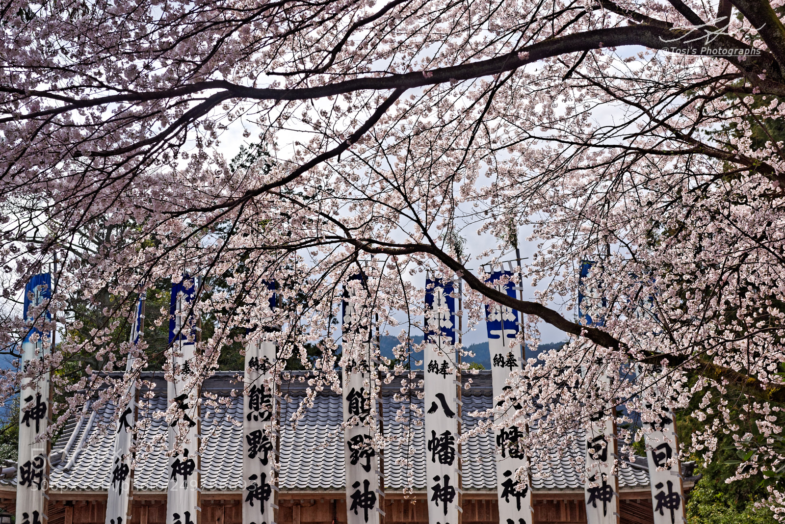 Nikon D810 sample photo. Spring festival photography