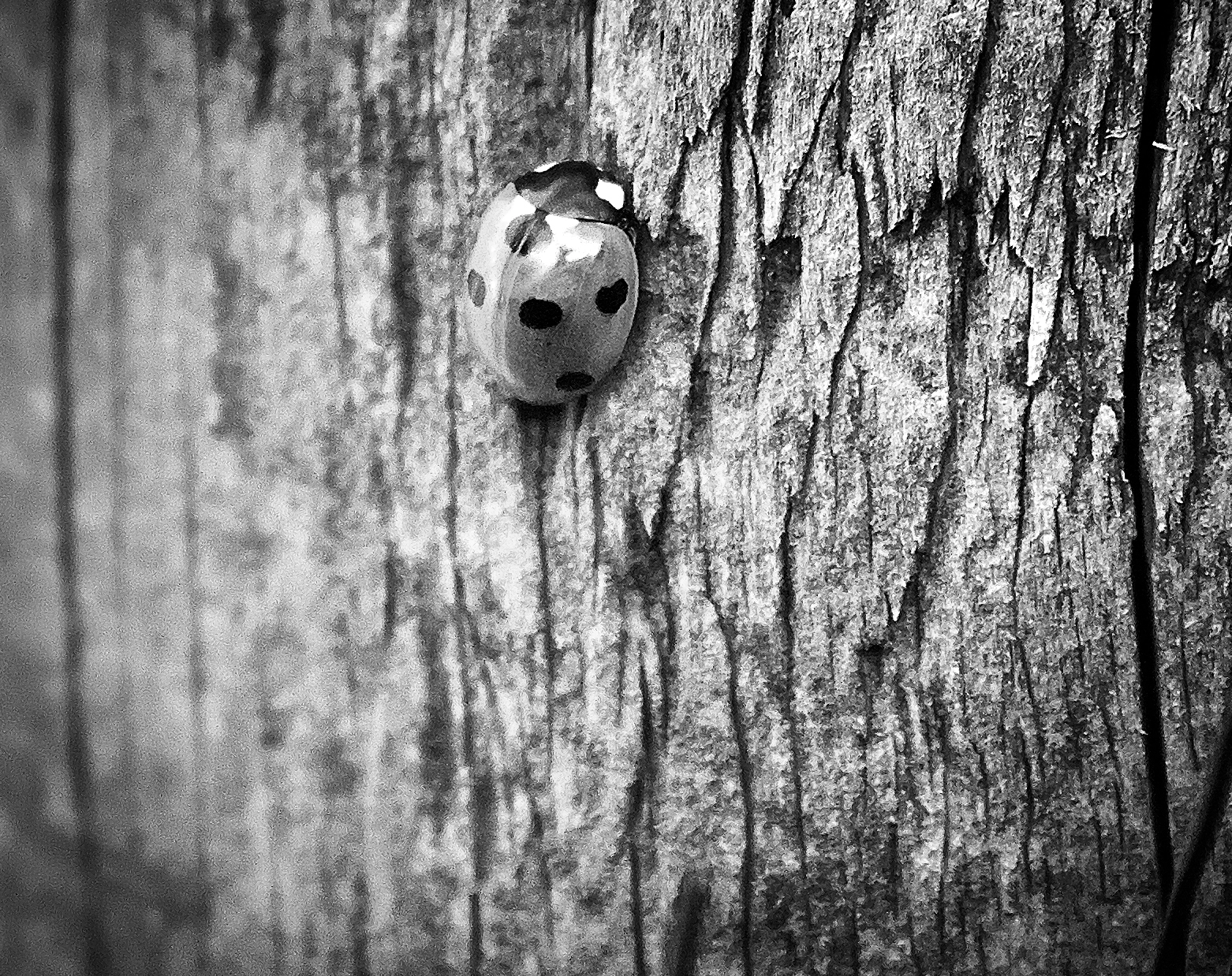 Panasonic Lumix DMC-GF6 sample photo. Ladybird on tree photography